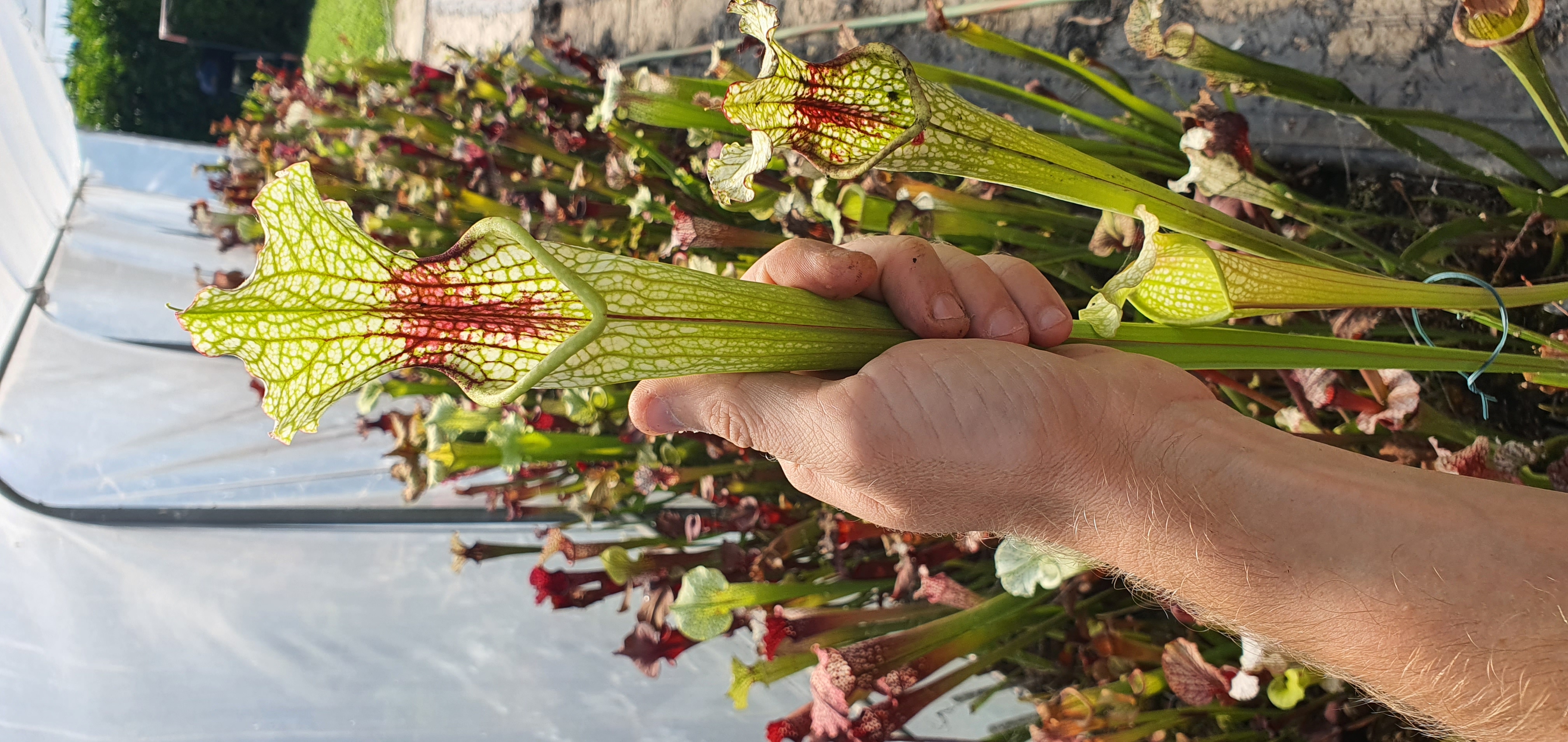 Sarracenia SA214 : Hybride issu de semis mix