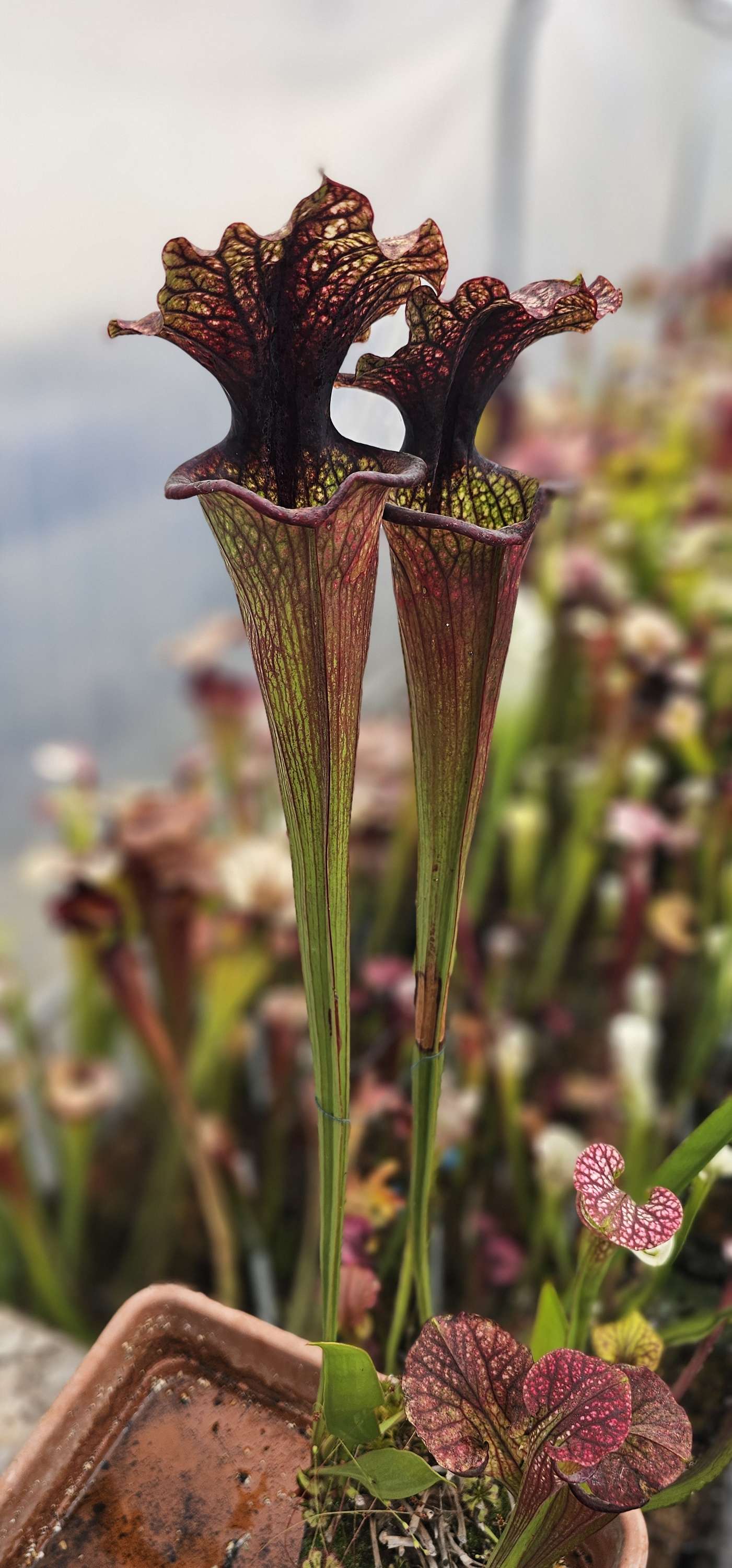 Sarracenia 'Talisman' X Moorei 'Adrian Slack' ; OBH149