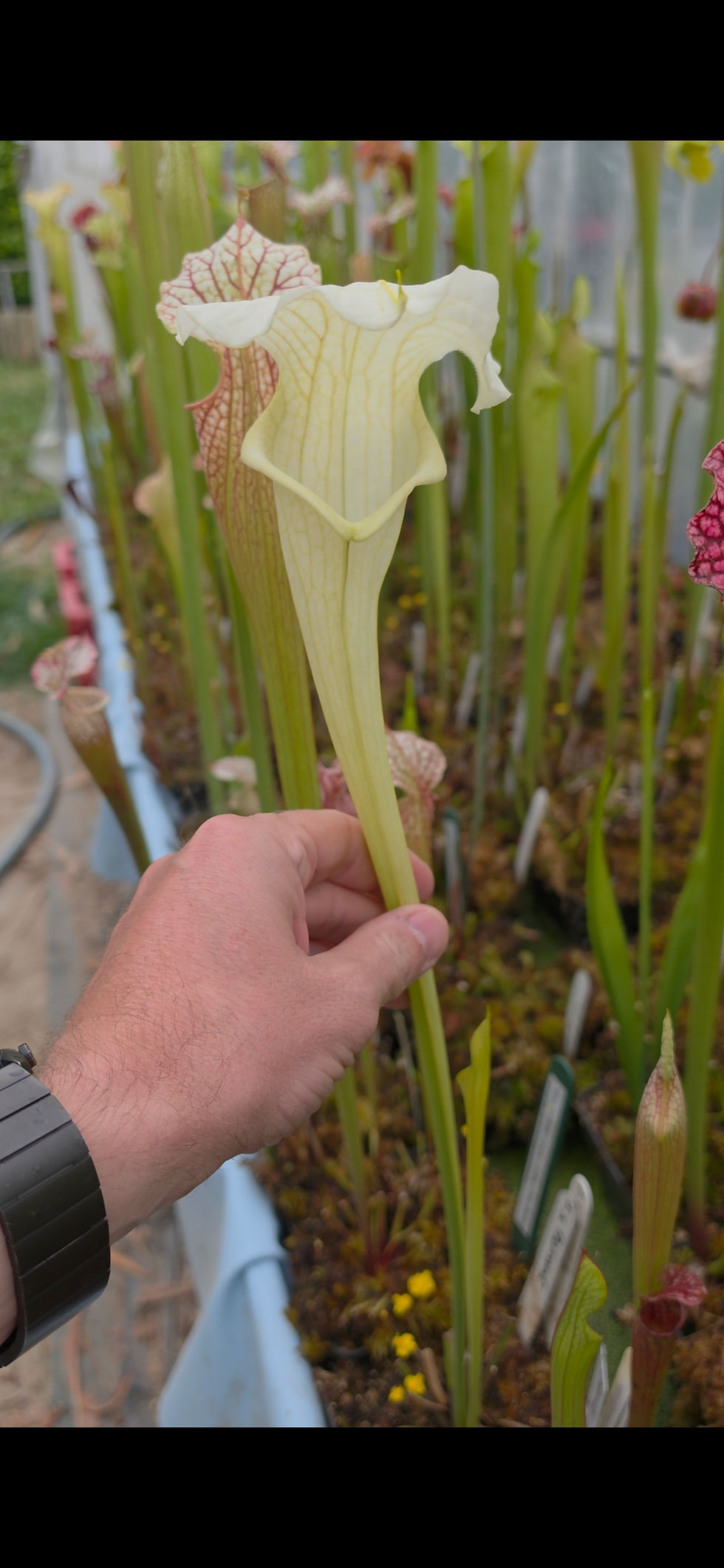Thumbnail: Sarracenia x "Fantôme" (OBH165)