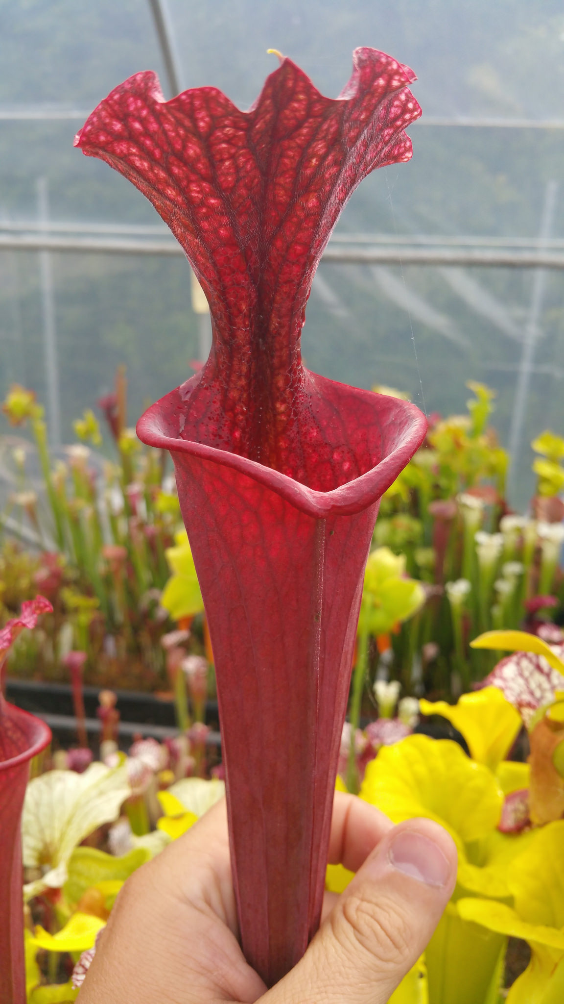 Sarracenia Leucophylla red tube perdido x Flava Atropurpurea BW (OBH43)