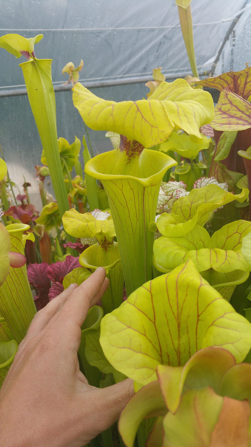 Miniaturbild: S. 'Orange Fire' x Flava Rugelii Giant F18 MK ; (OBH41)