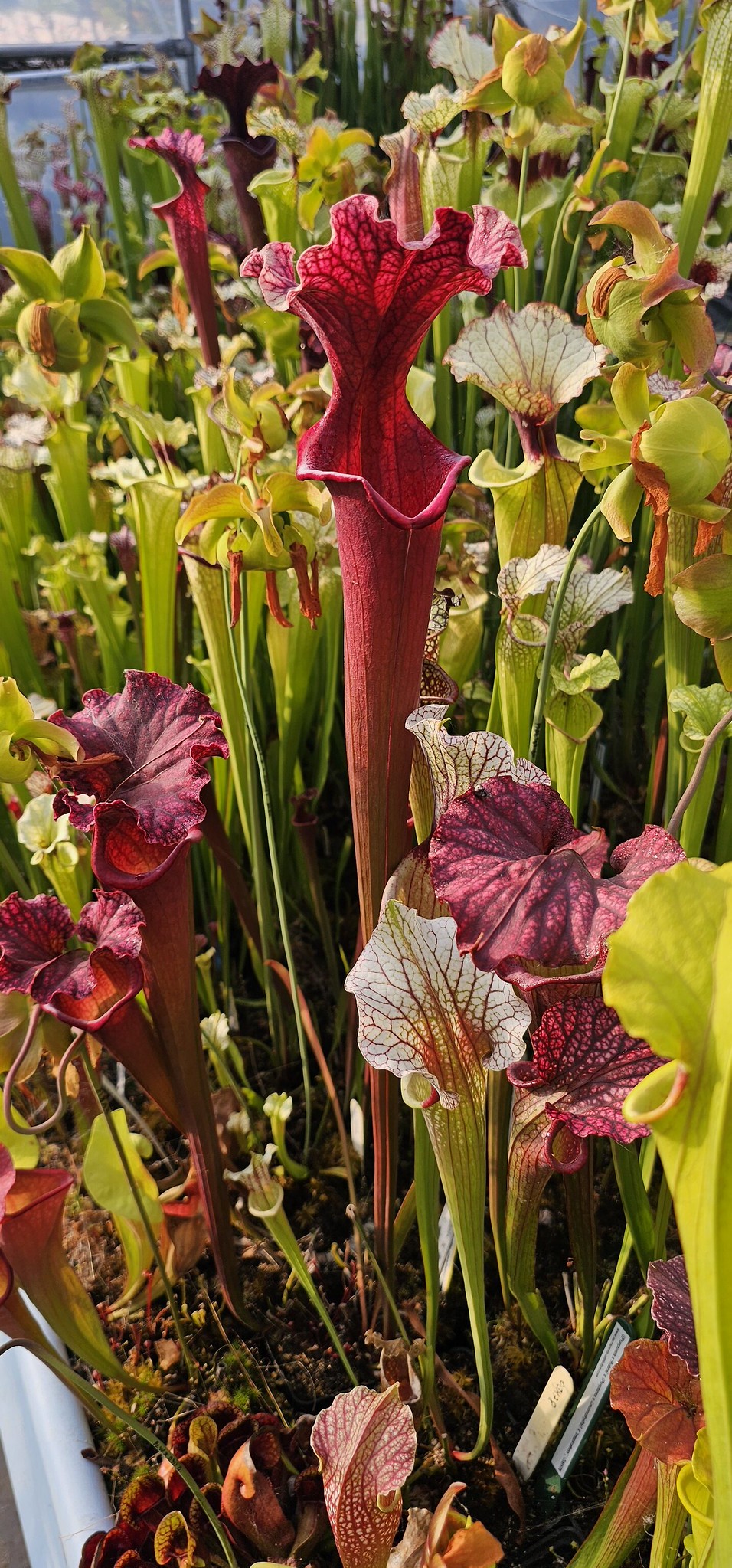 Sarracenia Blood Moon x Moorei Raspberry Sundae ; (OBH103)