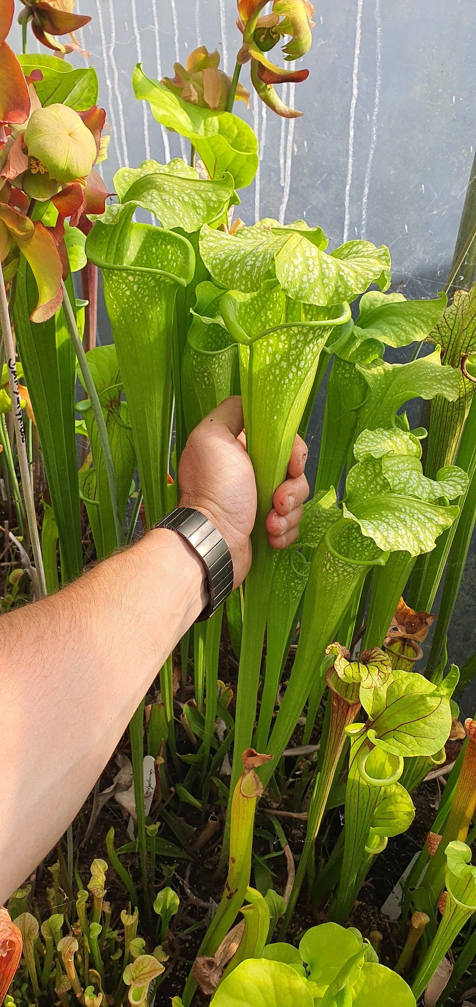Sarracenia Leucophylla Hurricane creek white x Bog Goblin, clone 1