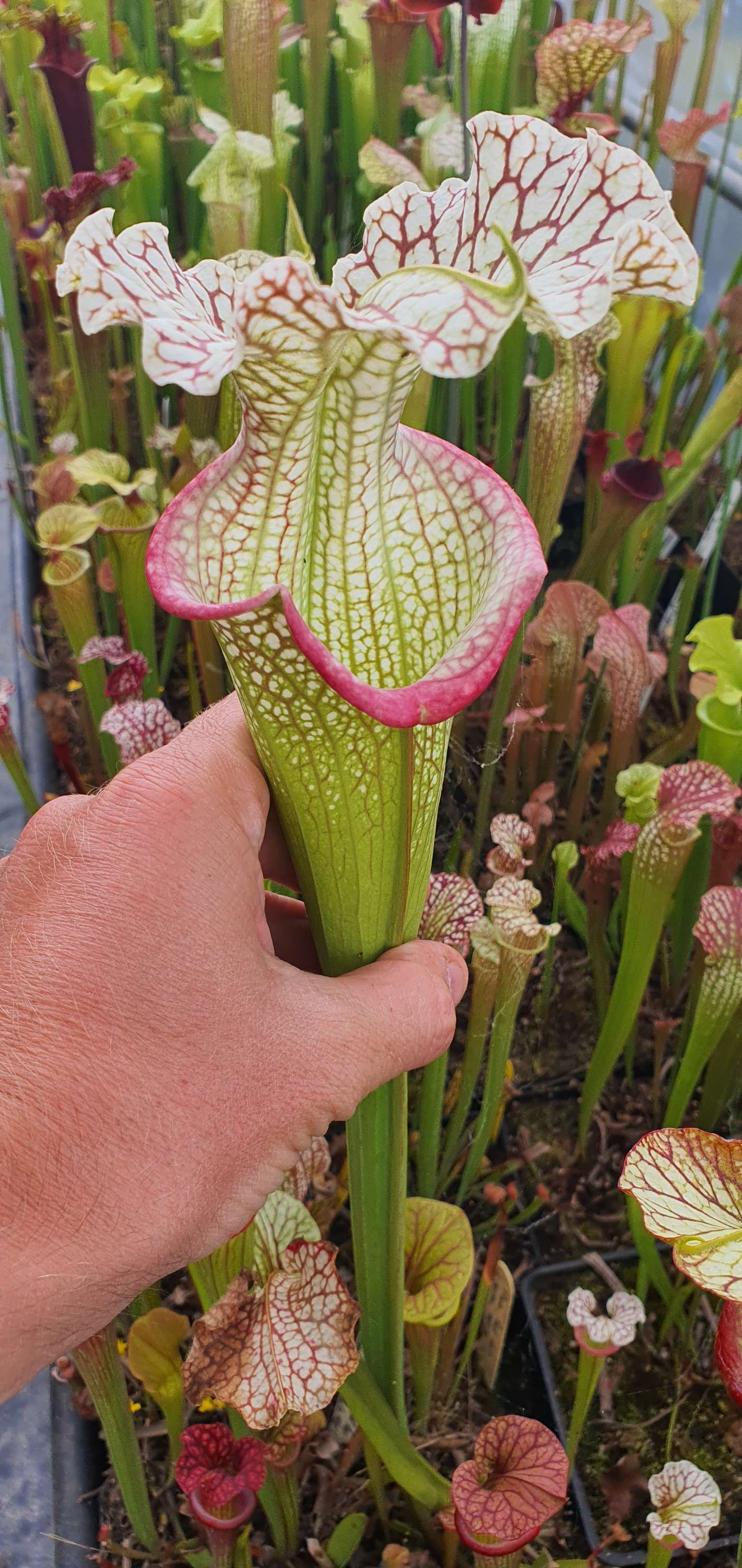 Sarracenia Moorei Royal Ruby X Adrian Slack ; (SA414)