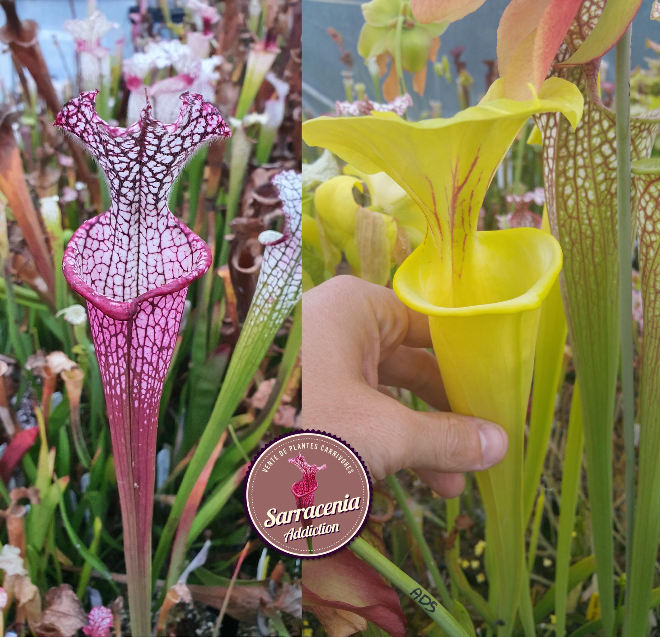 75) Sarracenia seeds 2025-2026 / carnivorous plants rare