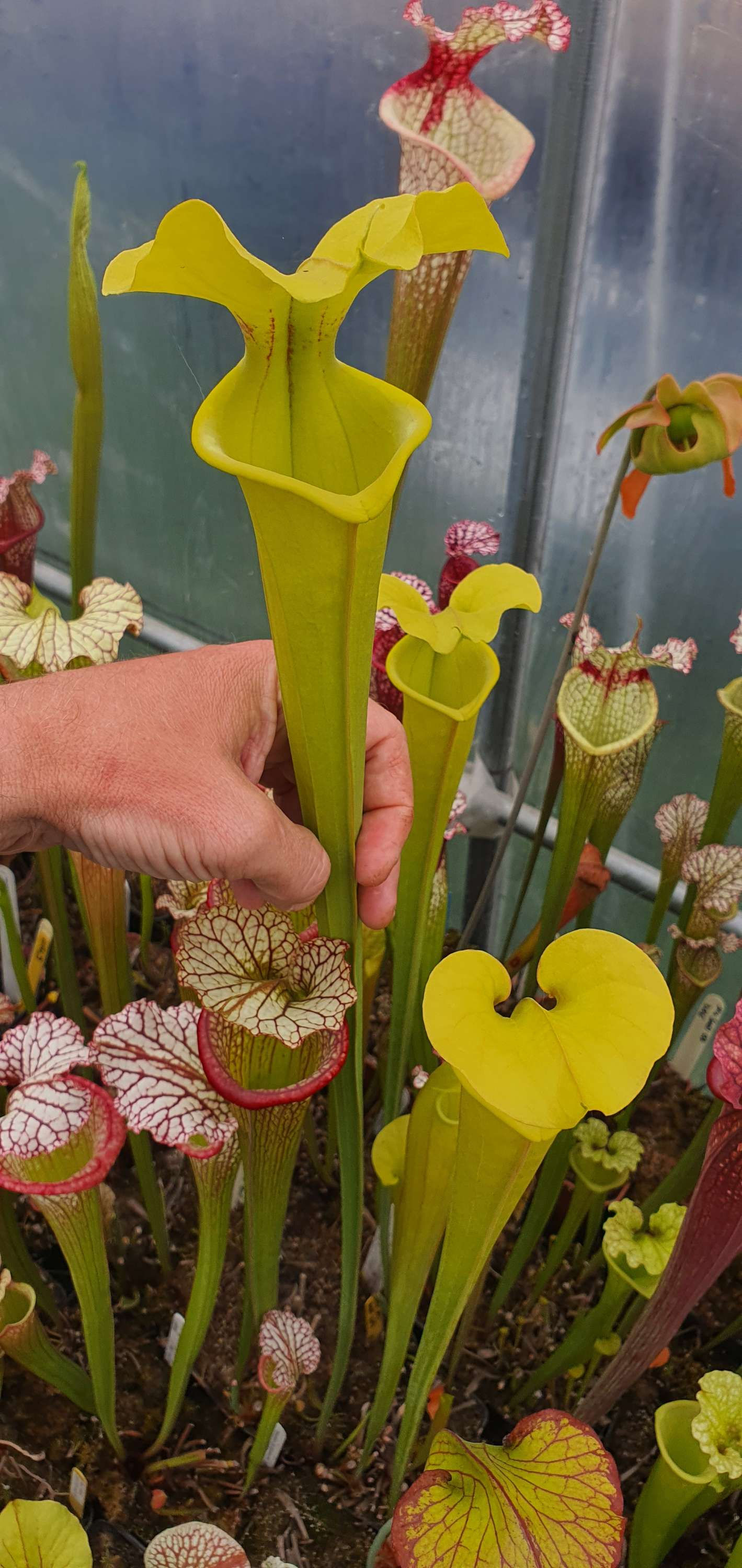 Hybrid OBH126, pièges jaunes verts très hauts