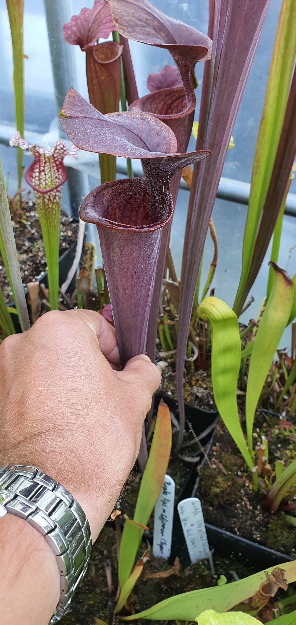 Sarracenia Alata Black tube A28 MK X Flava Rubricorpora F75 MK, (OBH67)