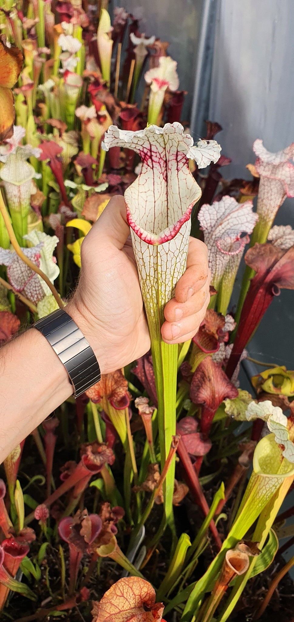 Sarracenia Leucophylla L30A X Moorei A Porais ; (OBH112)