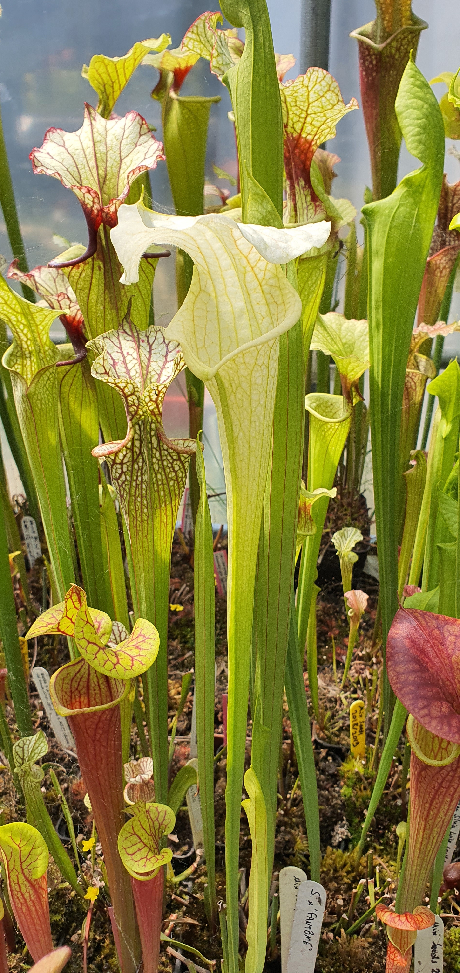 Sarracenia x "Fantôme" (OBH165)