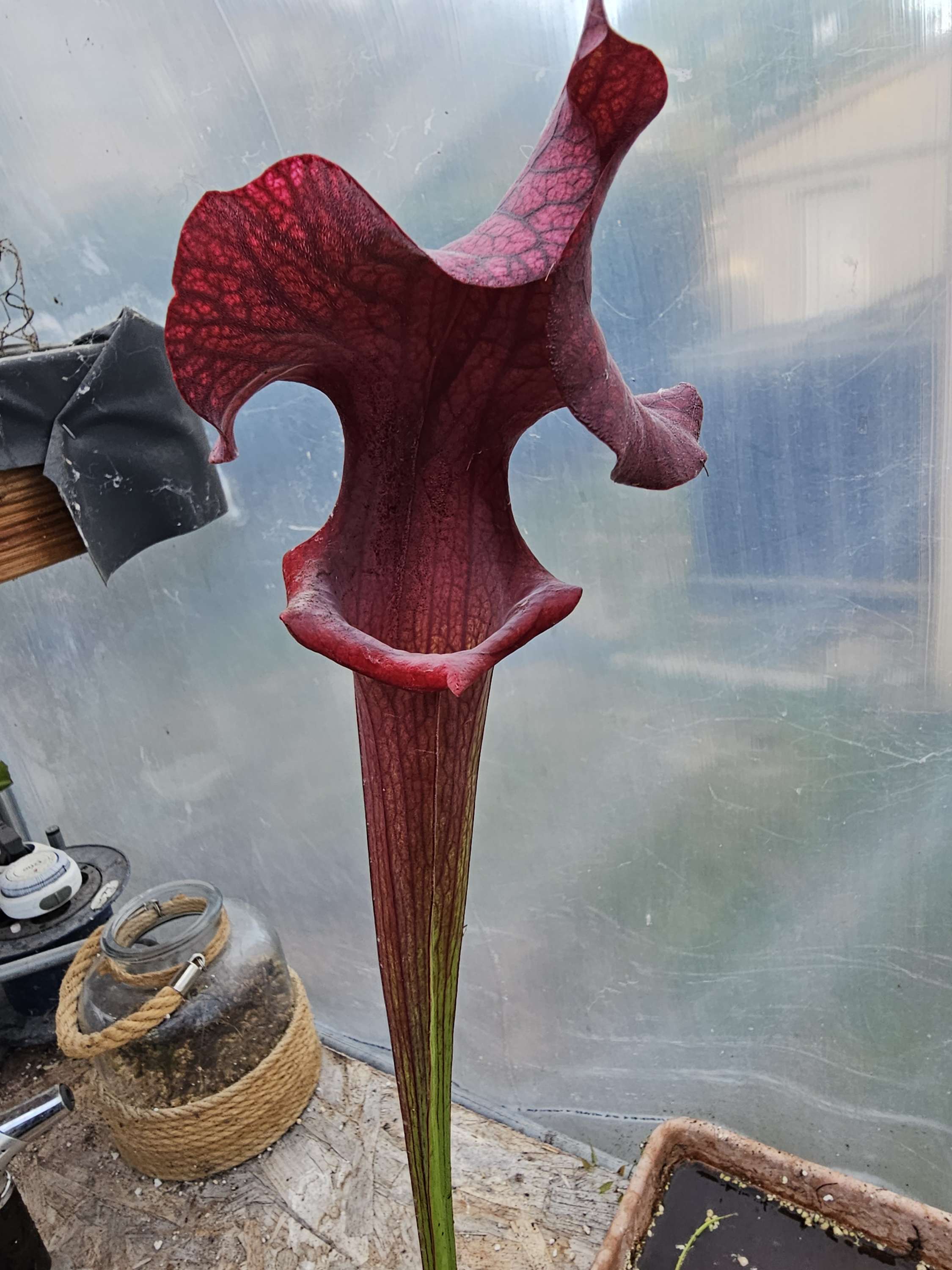 Sarracenia Reptilian Rose X Moorei Adrian Slack ; (OBH139)
