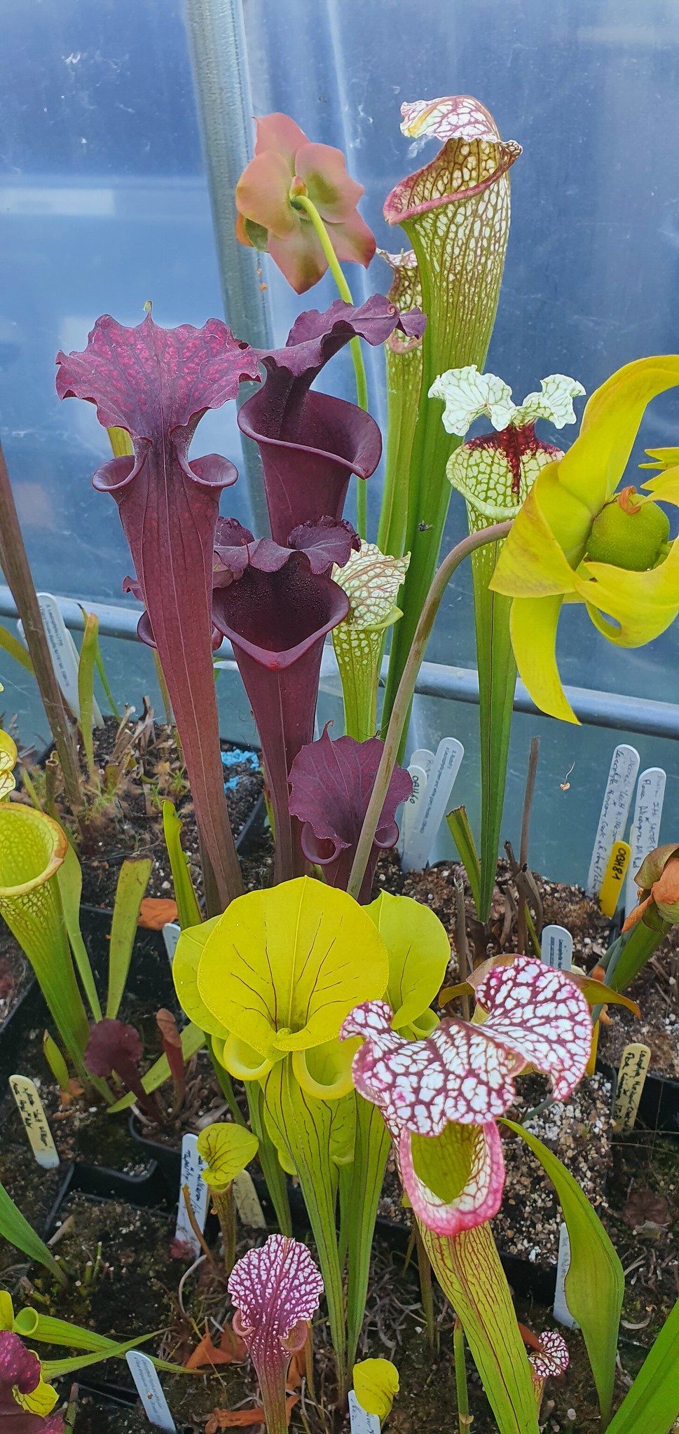 Sarracenia Leucophylla pink lip Apalachicola x Flava Manky (OBH62)