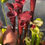 Miniaturbild: Sarracenia "Midnight Velvet" (OBH156)