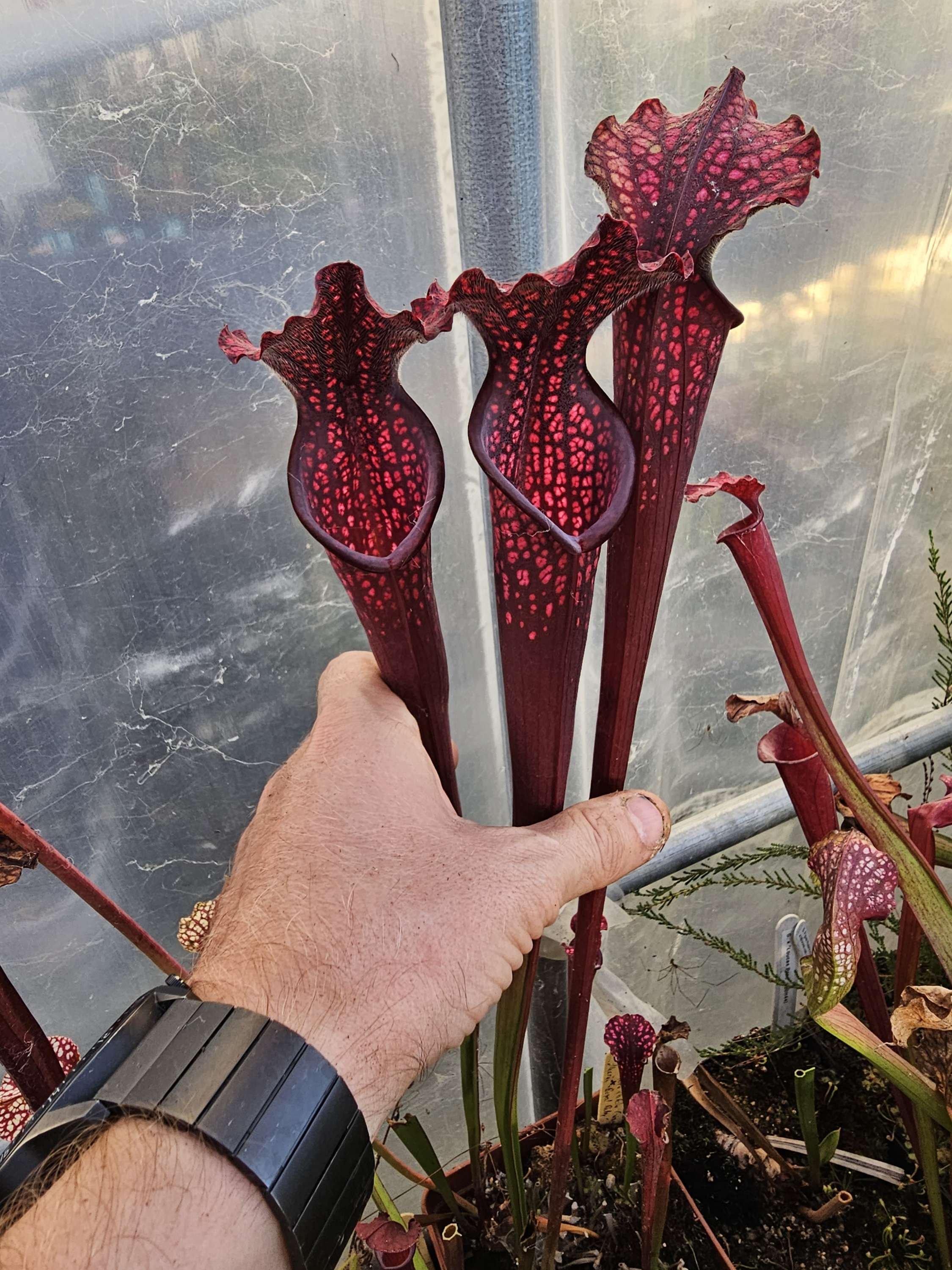 Sarracenia x "Leucophylla Ruby hybrid" (OBH138)
