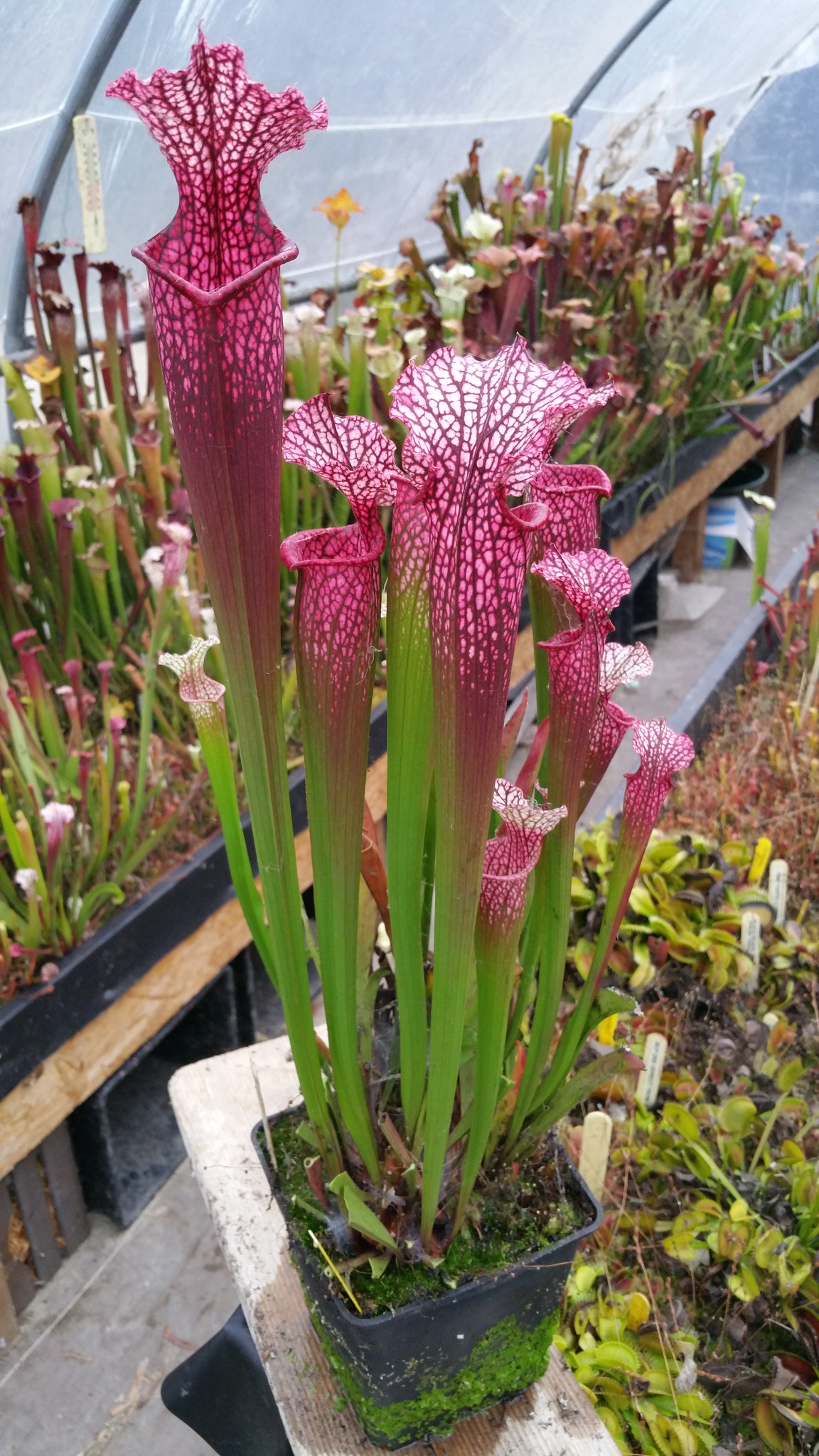 Sarracenia x 'Alicia' (OBH9)
