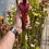 Thumbnail: Sarracenia SA545 : 'Leah Wilkerson' X OBH6 (Wilkerson's red X WWK)