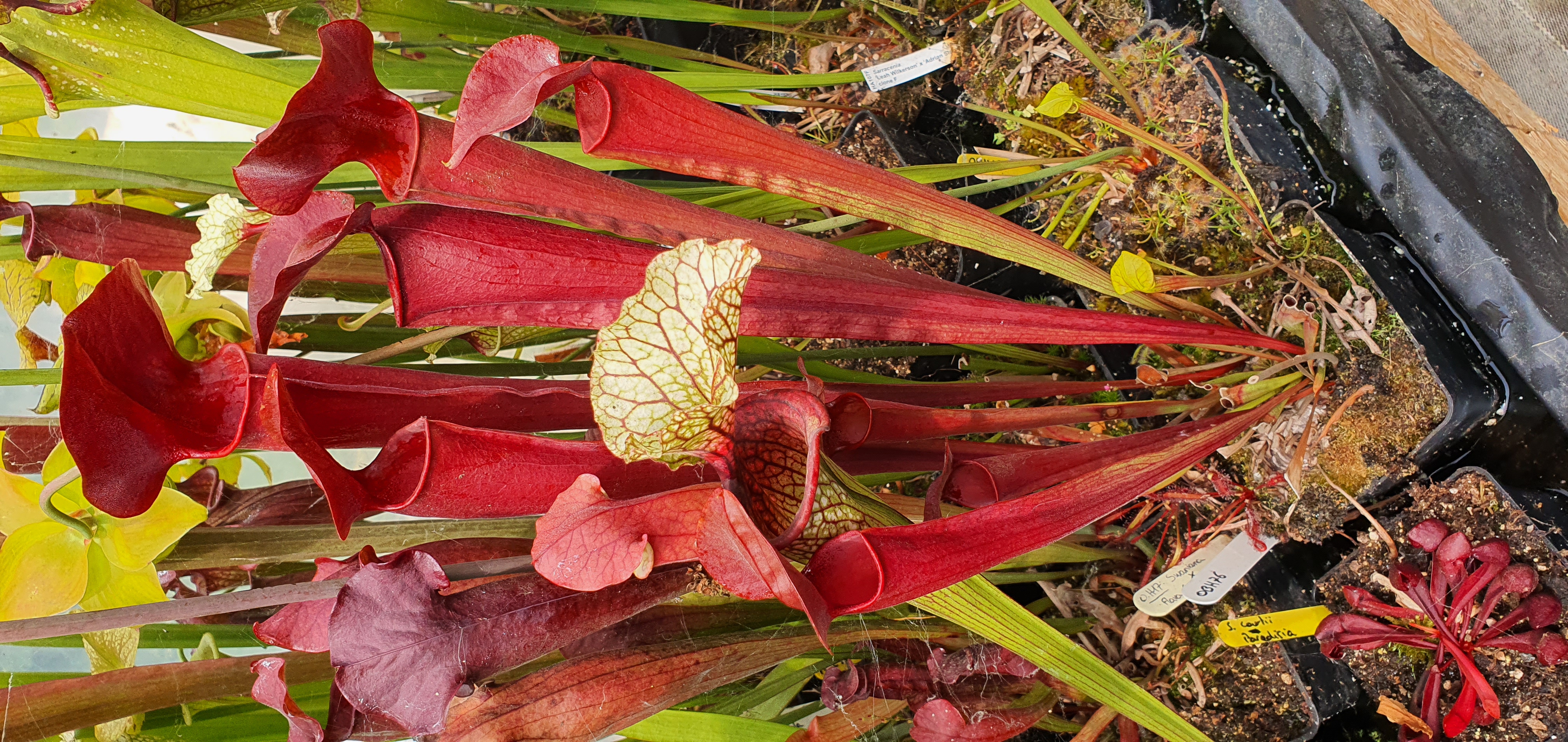 S. Swaniana x Flava Cuprea Intense (OBH76)