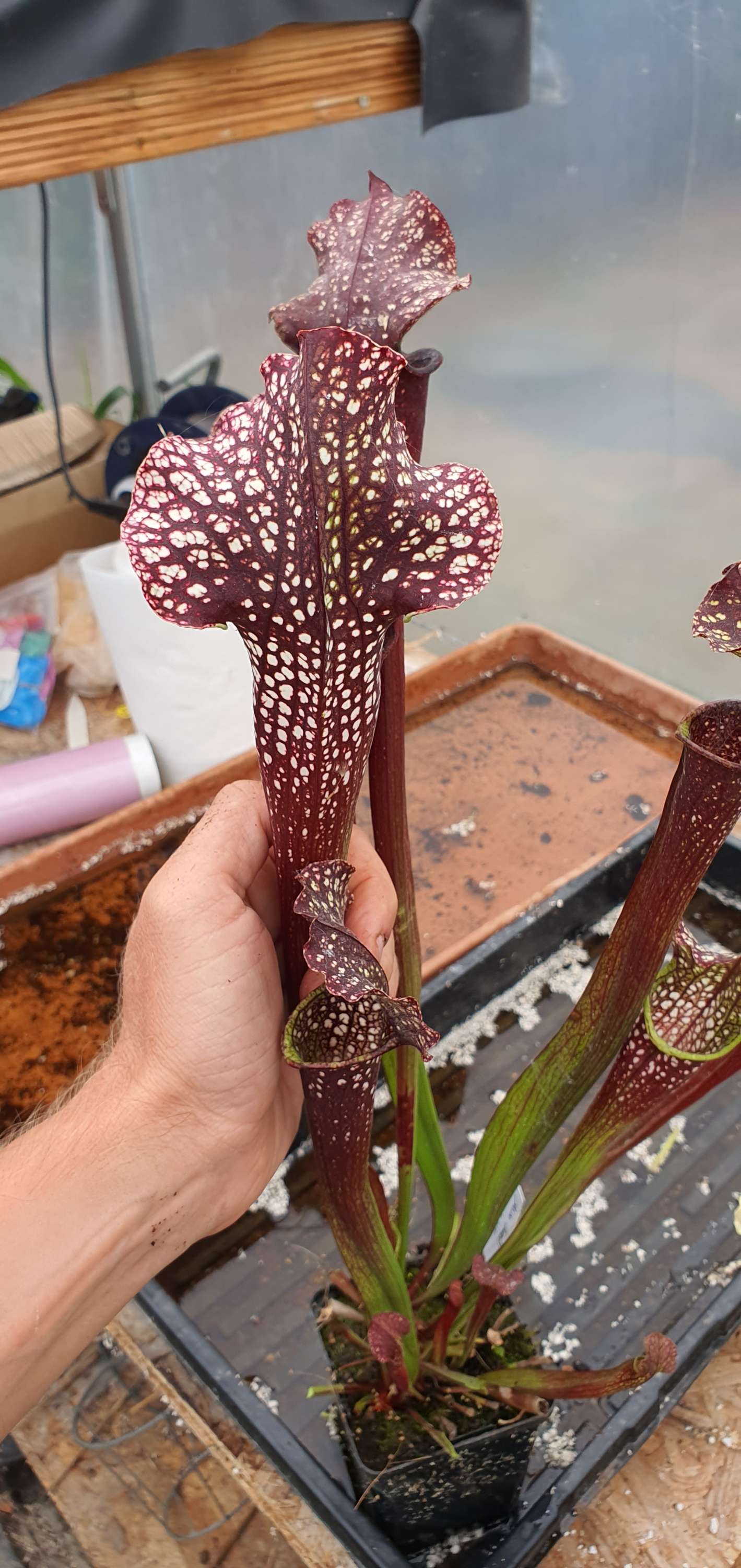 Sarracenia x "Galaxy" (OBH92)