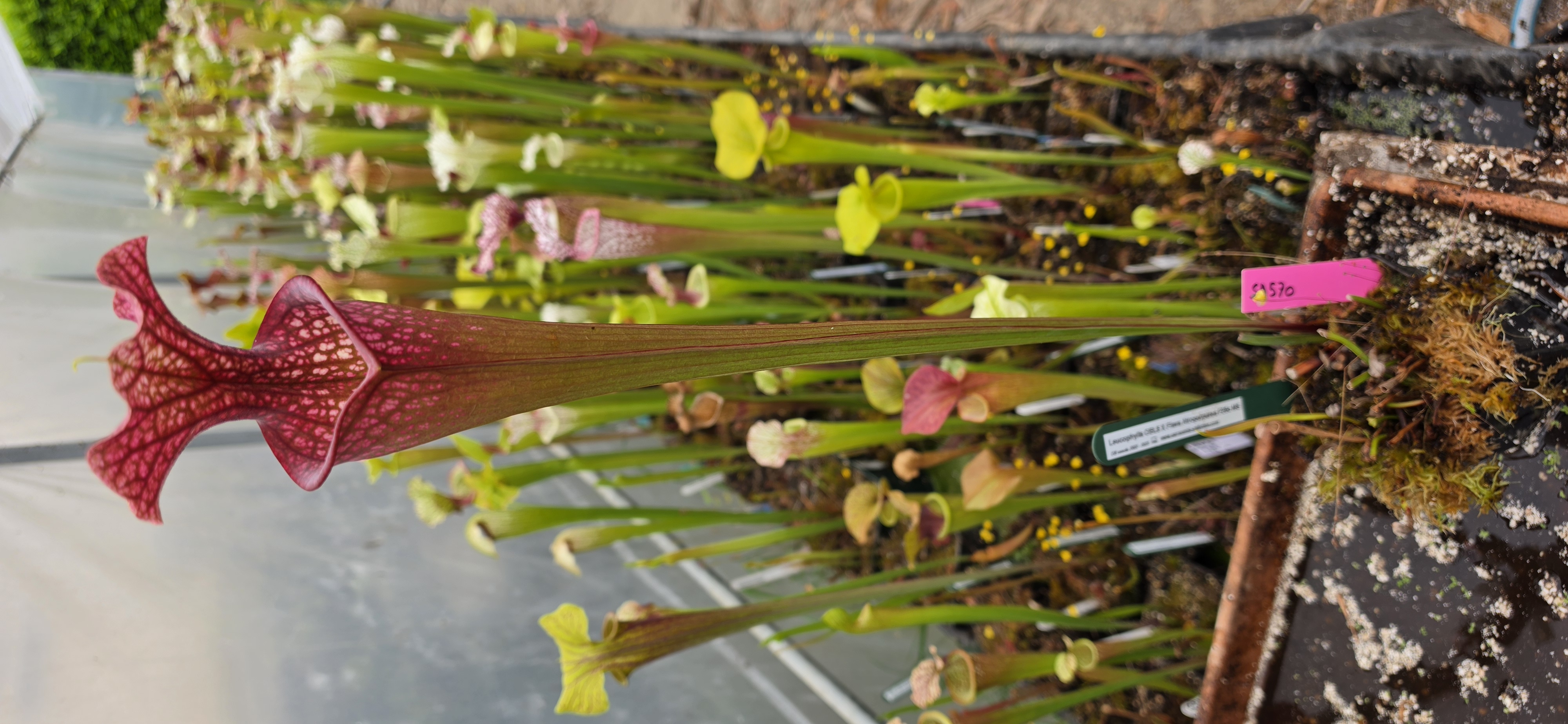 SA570 : Leucophylla OBL8 X Flava Atropurpurea F28o MS