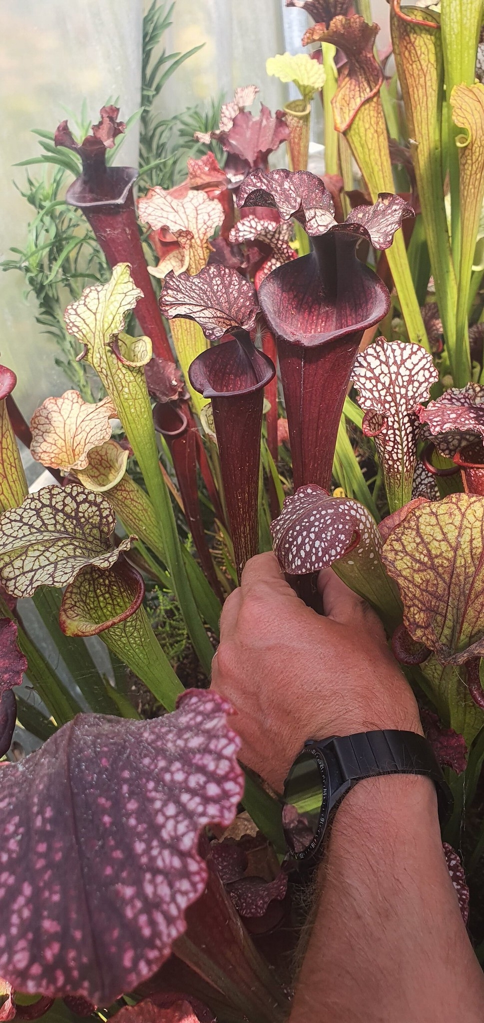 Sarracenia Leah Wilkerson x Royal Ruby (OBH118)