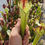 Thumbnail: Sarracenia SA214 : Hybride issu de semis mix