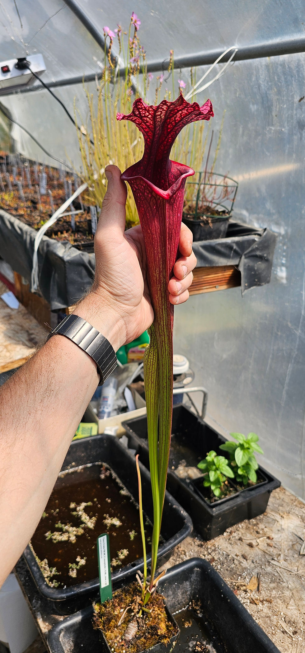 Miniature : Sarracenia Flava F88 MK X Leucophylla L18 MK, clone J, AR