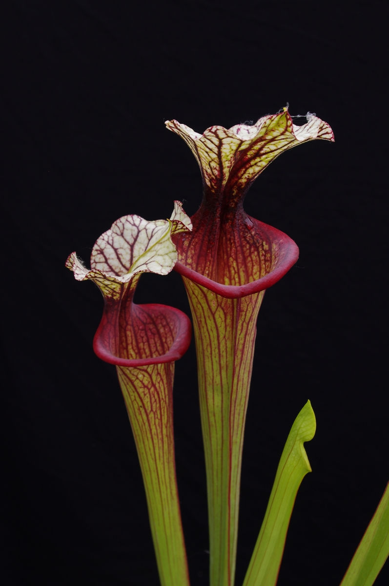 S. (Leucophylla x Flava var