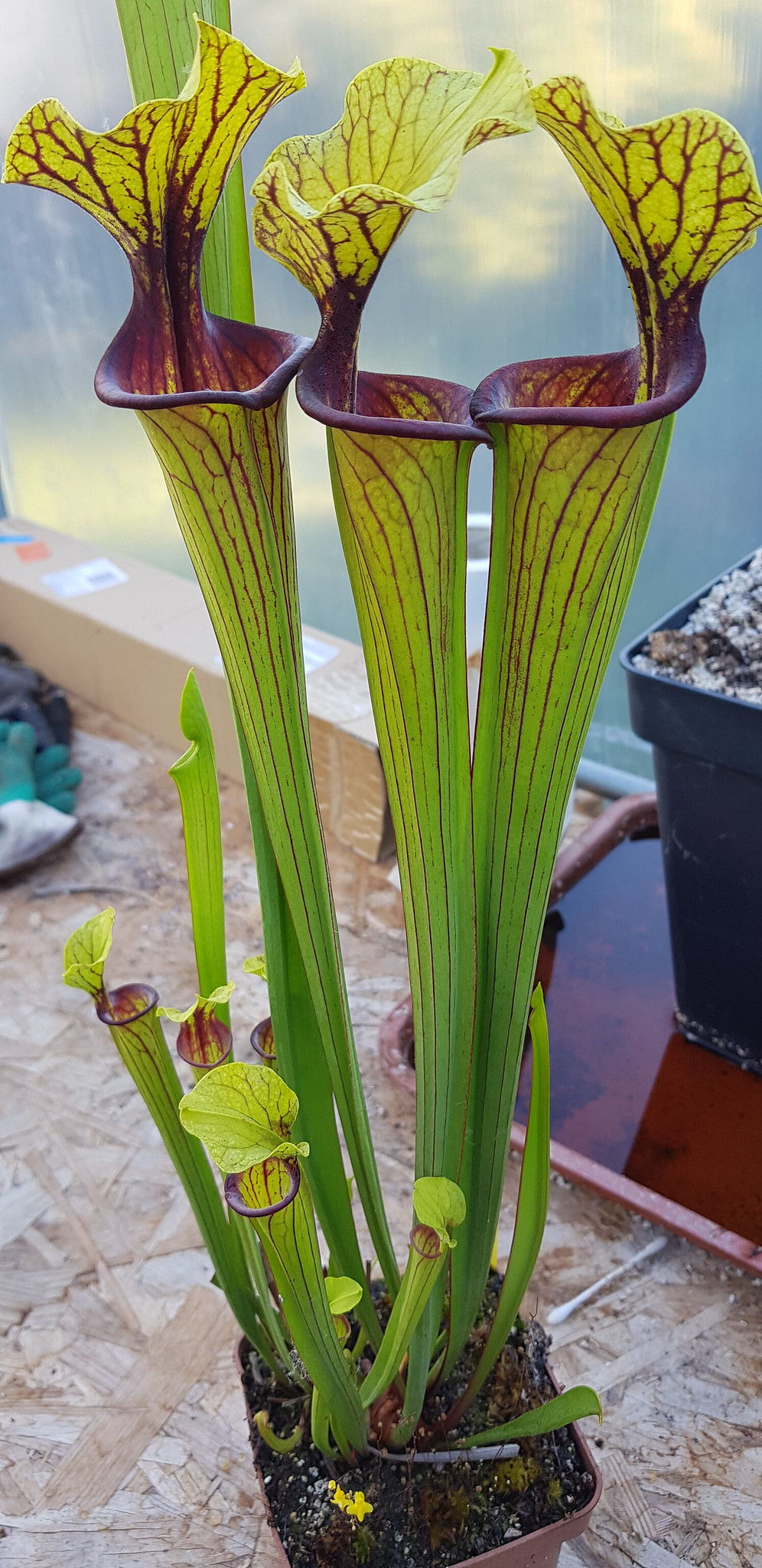 Sarracenia x Laurence Monfort (OBH45)