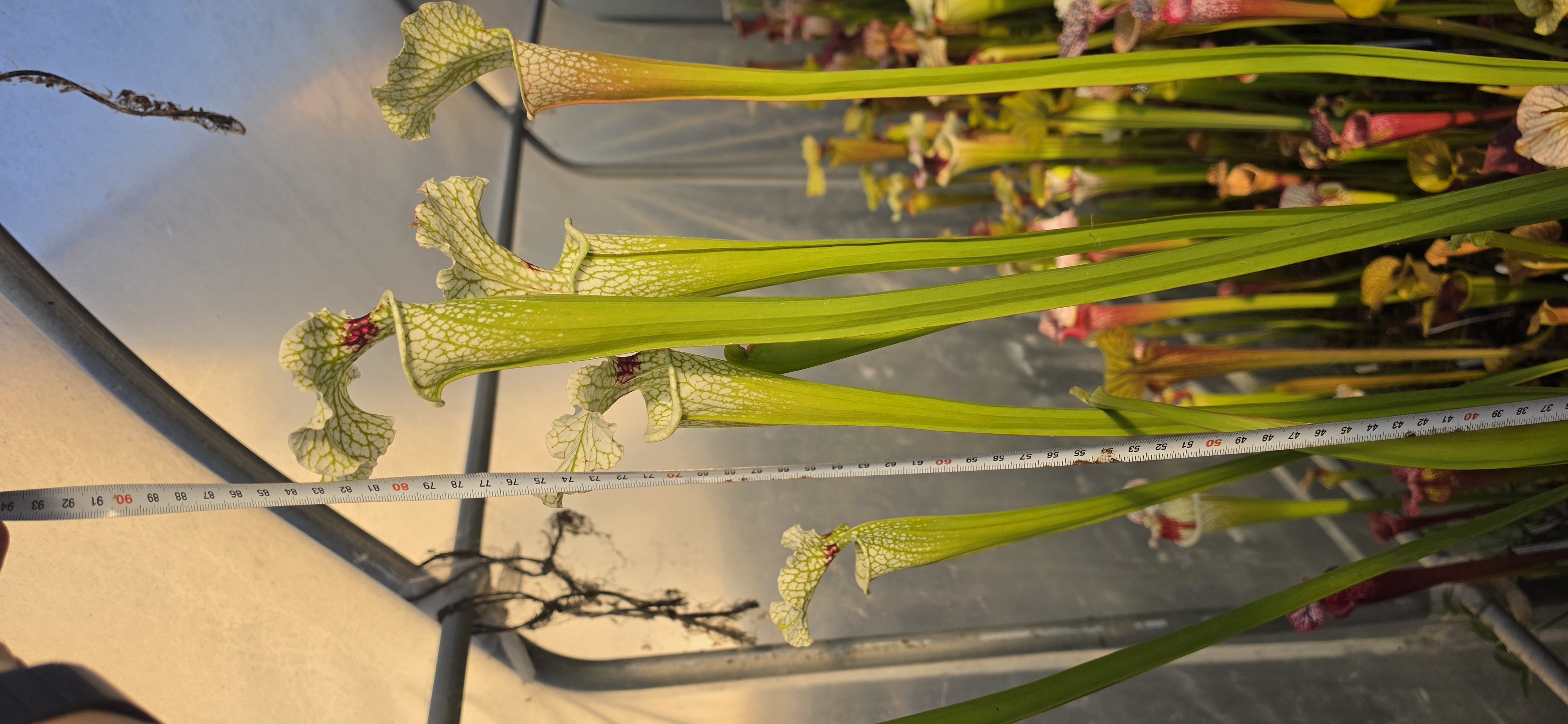 SA612 : (Leucophylla Hurricane Creek White clone E x F) X (LW x ADS) cl. A MS
