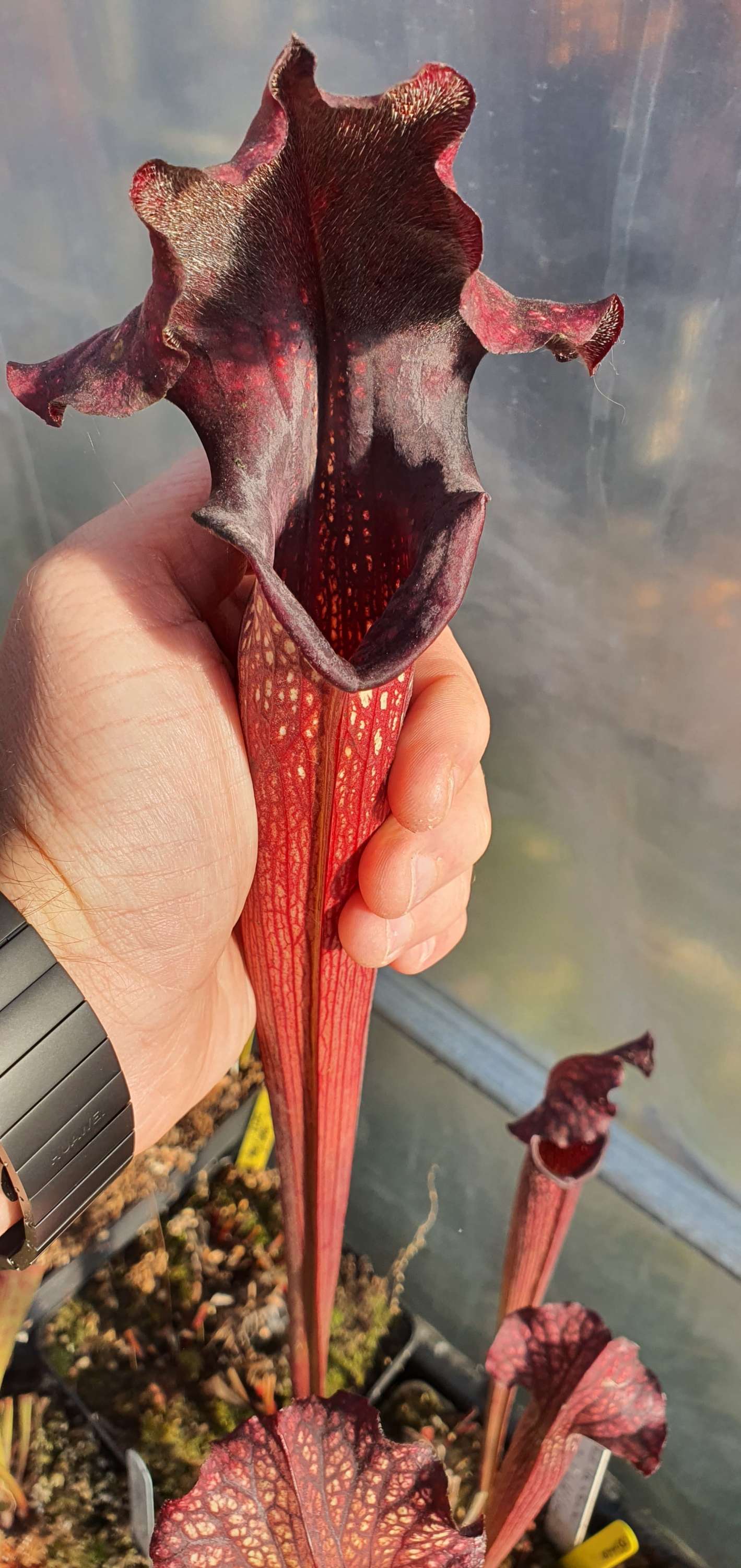 Sarracenia (Alata Black tube x Flava red) X Wilkerson's red Rocket ; (OBH100)