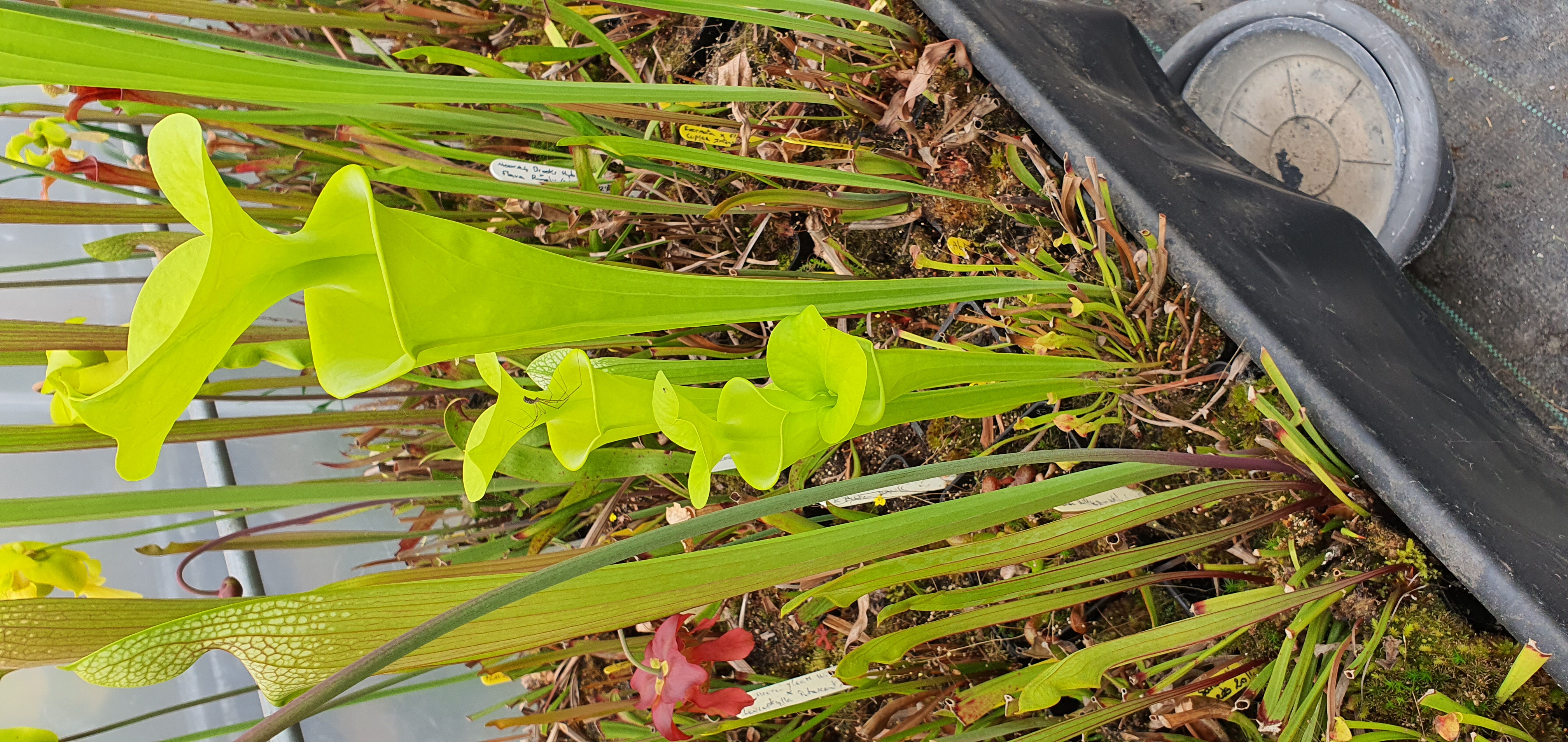 Flava Giant fluorescent green x Flava Rugelii Giant F18 MK, clone 2