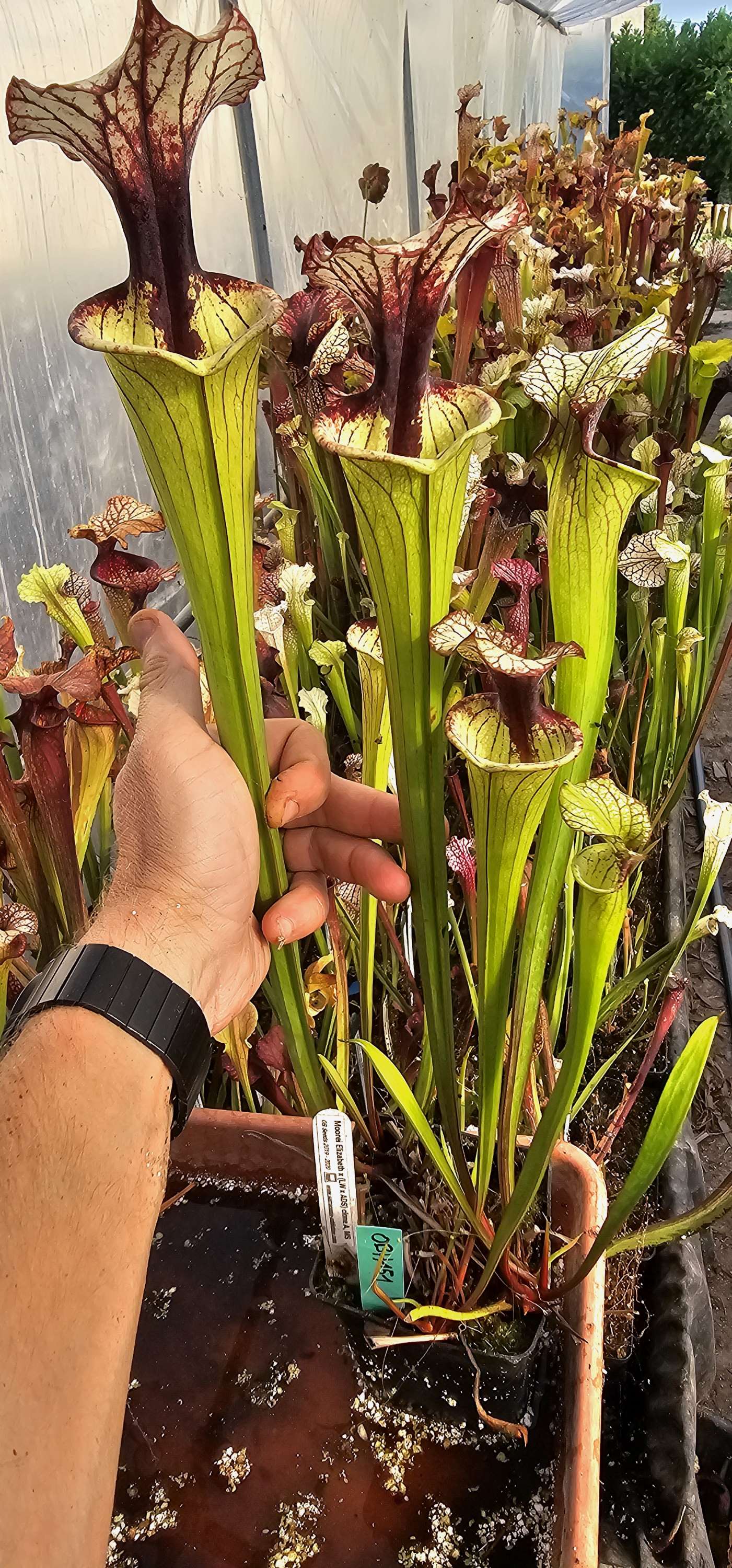 Moorei Elizabeth X (Leah Wilkerson x Adrian slack) clone A MS ; (OBH151)
