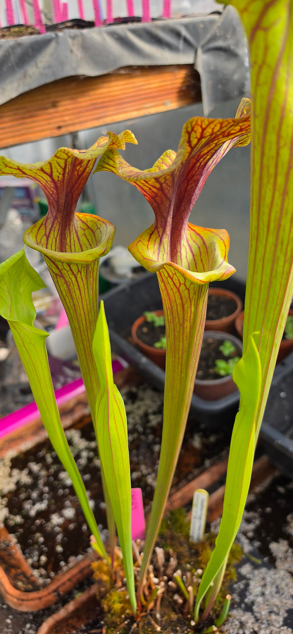 Miniatura: SA563 : 'Reptilian Rose' X Flava Goldie