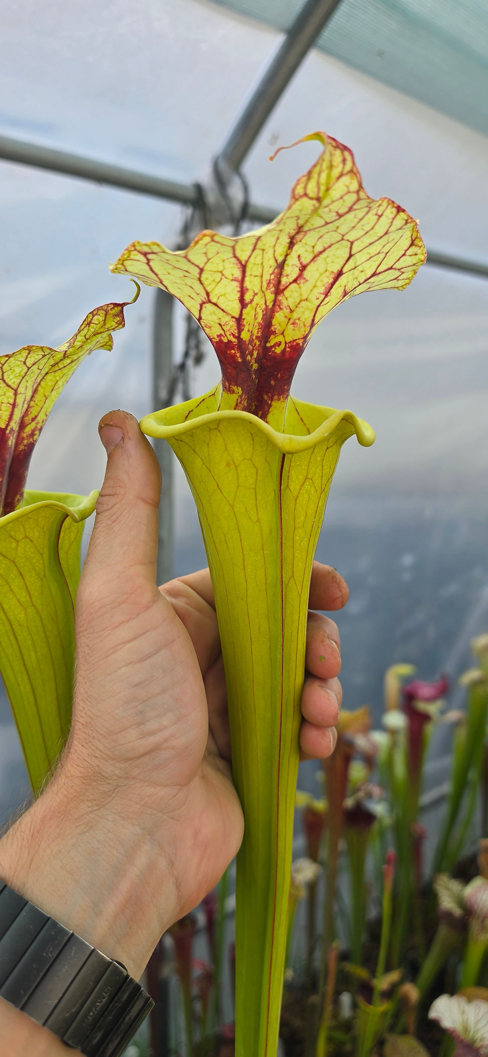 Miniaturbild: SA627 : (LW x ADS) clone A MS X Flava Atropurpurea SFA03 CA
