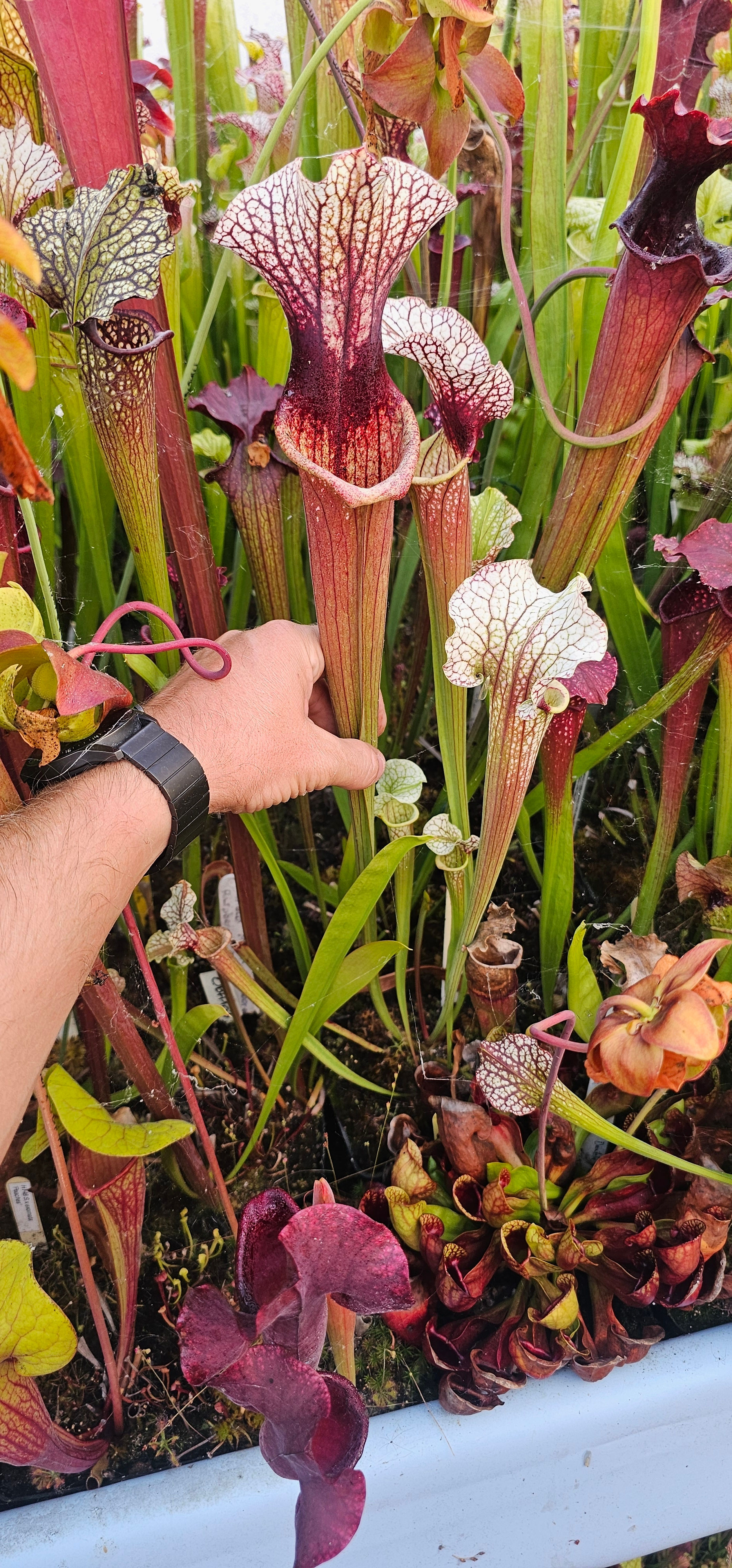 OBH78 : ((Purpurea x Rubra) x (Purpurea x Leucophylla)) X 'Inspiration'
