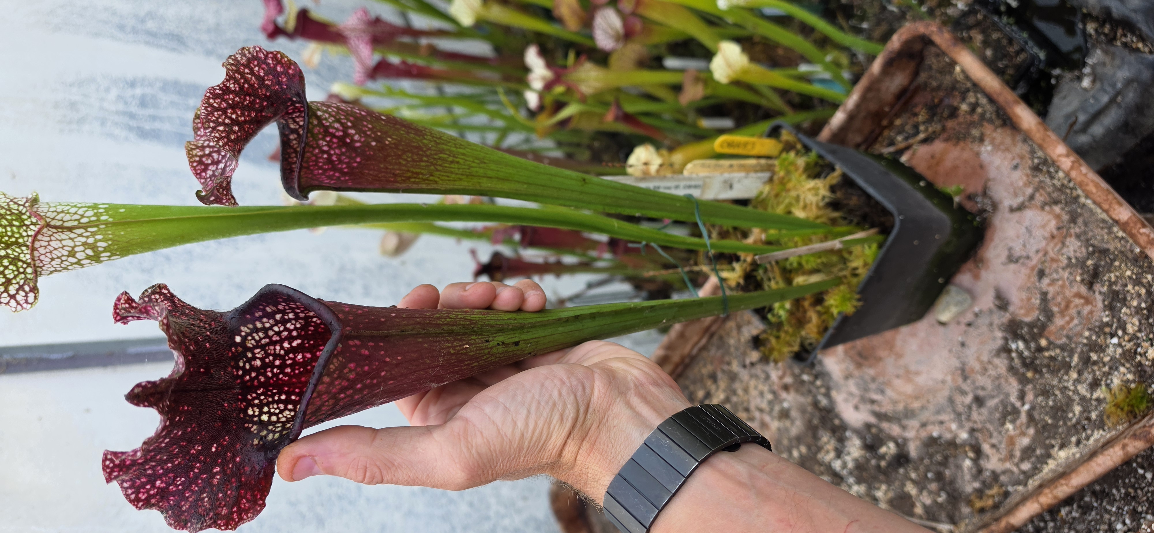 Sarracenia Rudolf II x Leucophylla Blackwater River SF Klonc C, (OBH83)