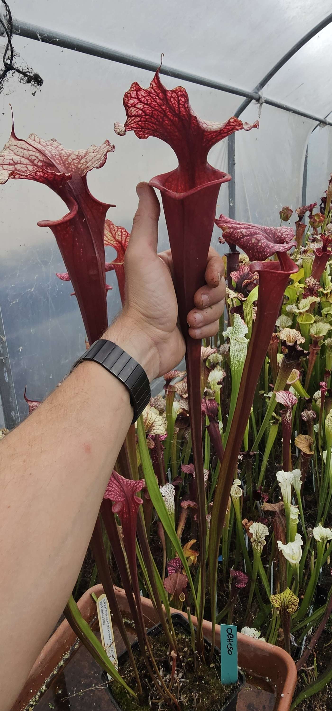 Sarracenia "Mystic Pink" (OBH150)