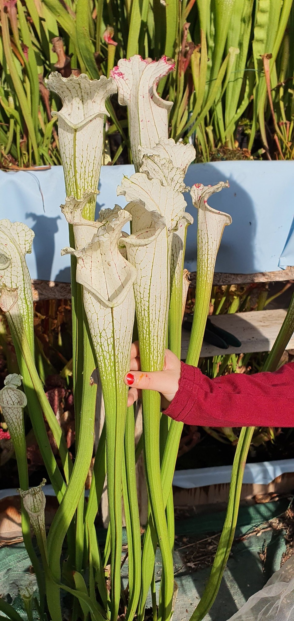 Sarracenia Leucophylla 'Arctique', (OBL7), New cultivar 2023