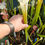 Miniature : Sarracenia Leucophylla Hurricane Creek White clone F