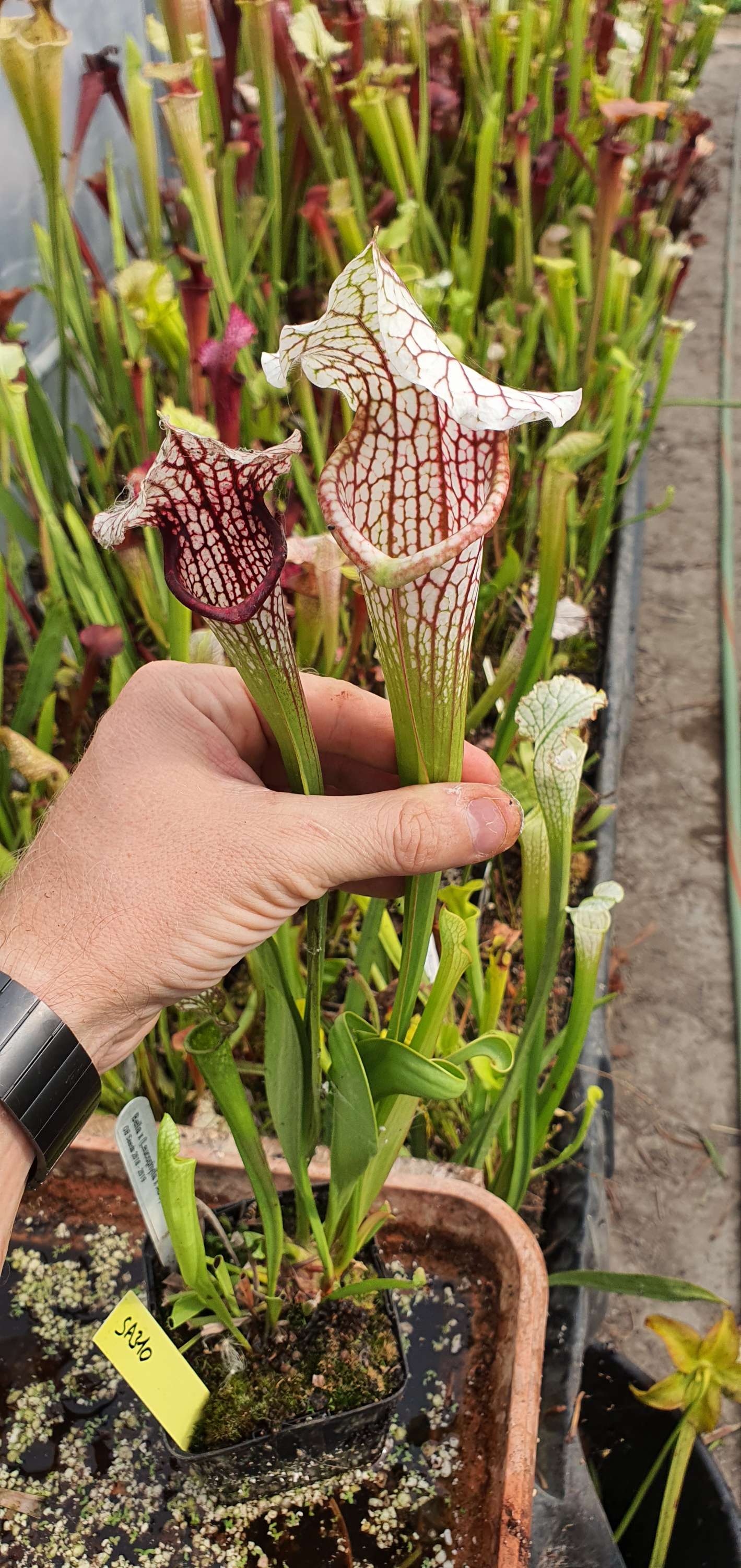 Sarracenia Bella x (Leucophylla x Adrian Slack clone G)