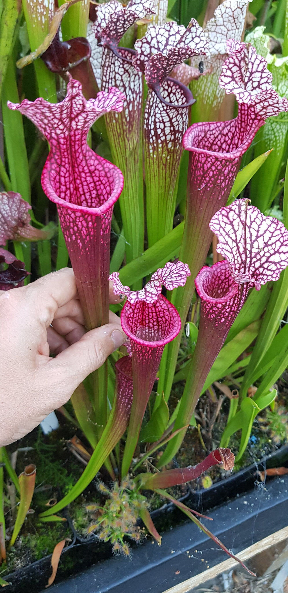 Sarracenia x 'Alicia' (OBH9)