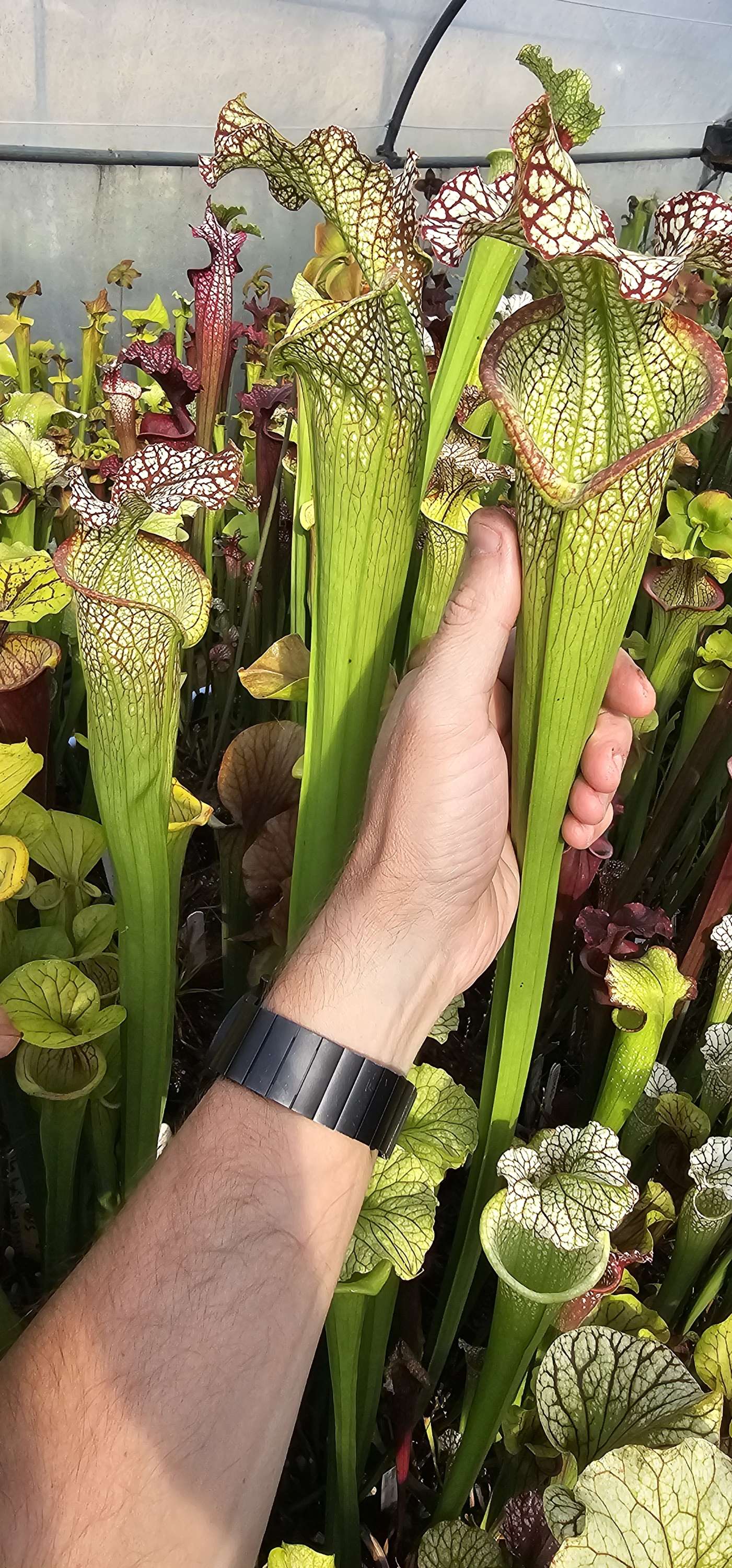 Sarracenia Moorei Leah Wilkerson X Leucophylla Bocaza ; (OBH160)