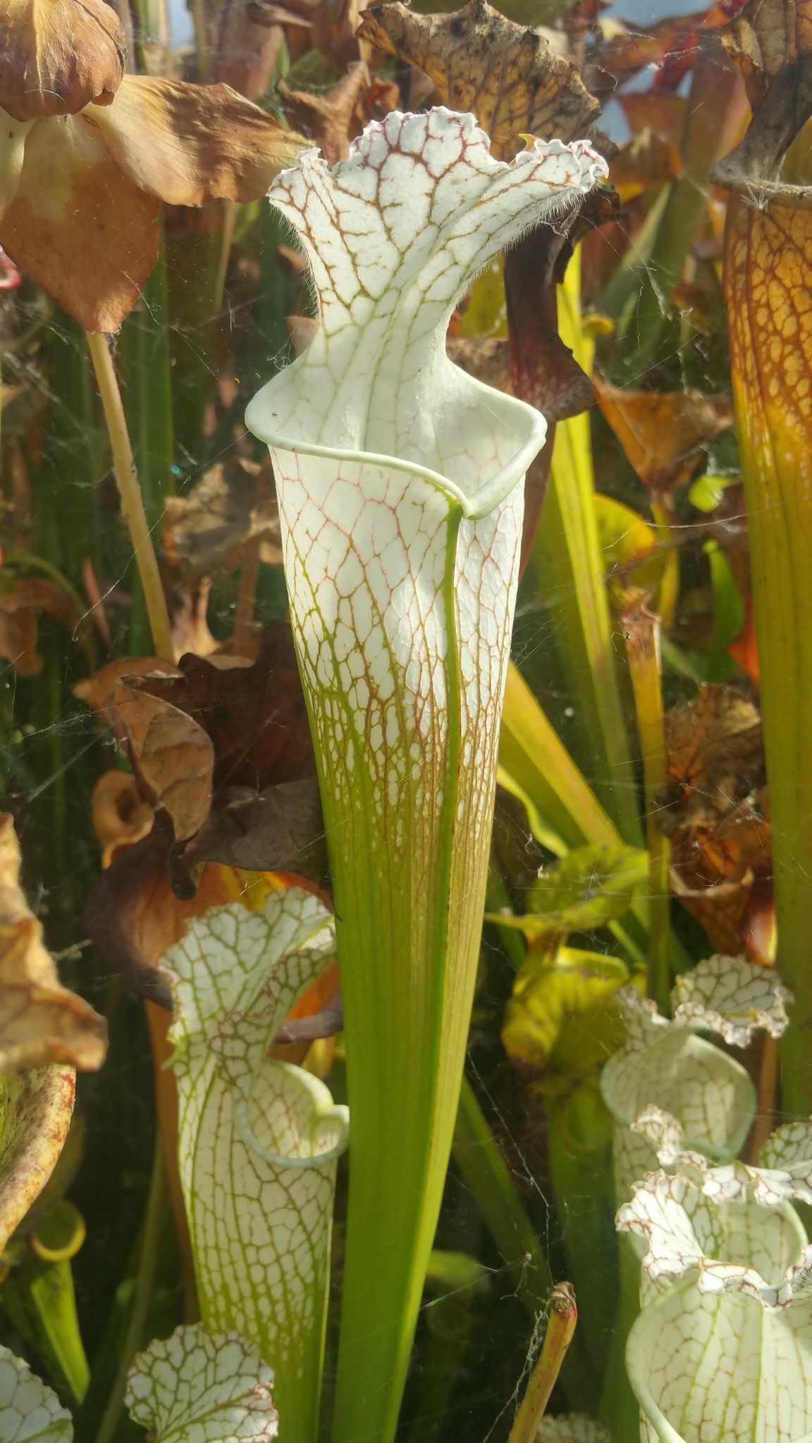 Sarracenia OBL3 : Leucophylla Baldwin Co, (wild seeds Mike Wang)