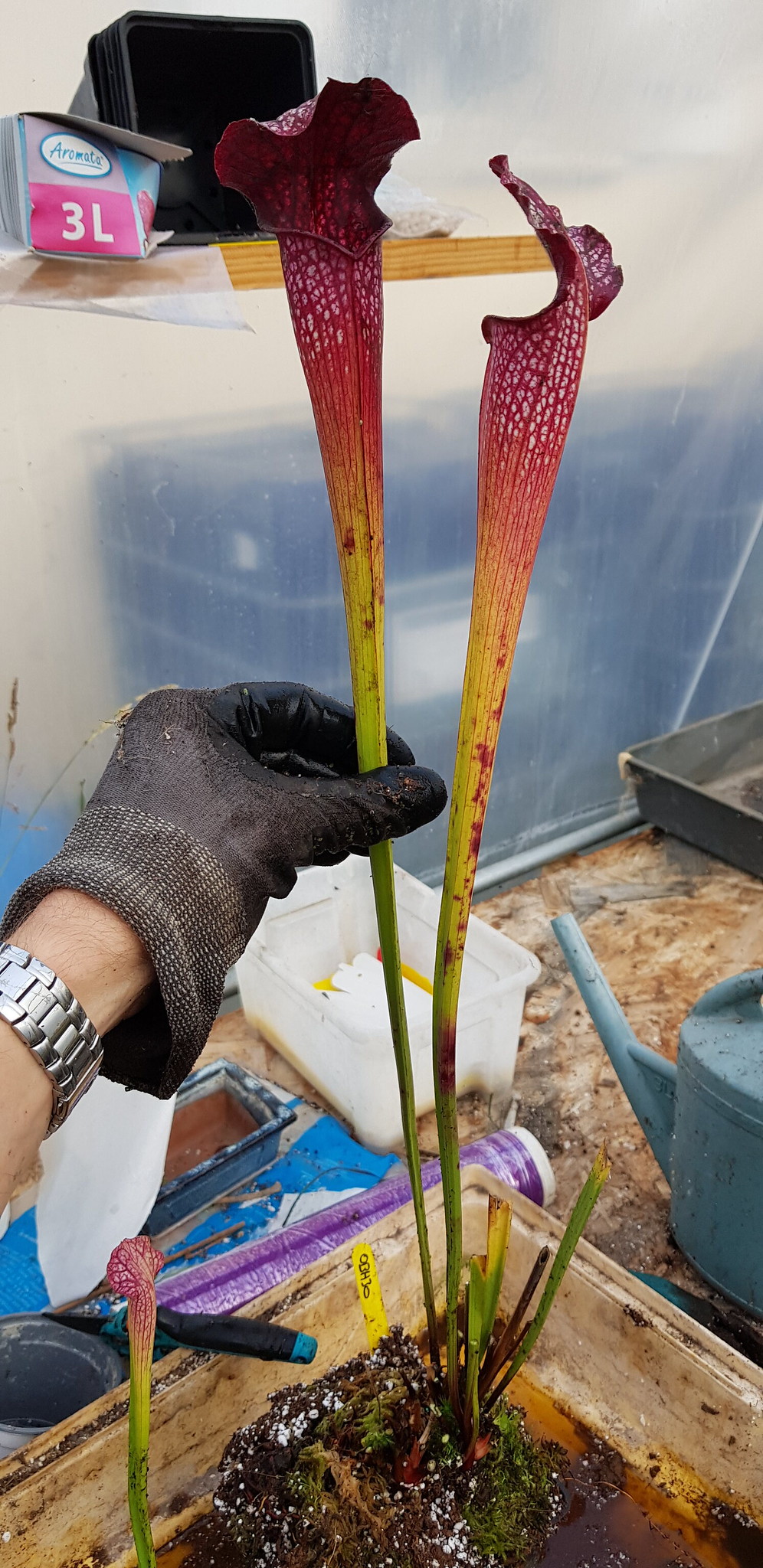 Sarracenia x Areolata (OBH30)
