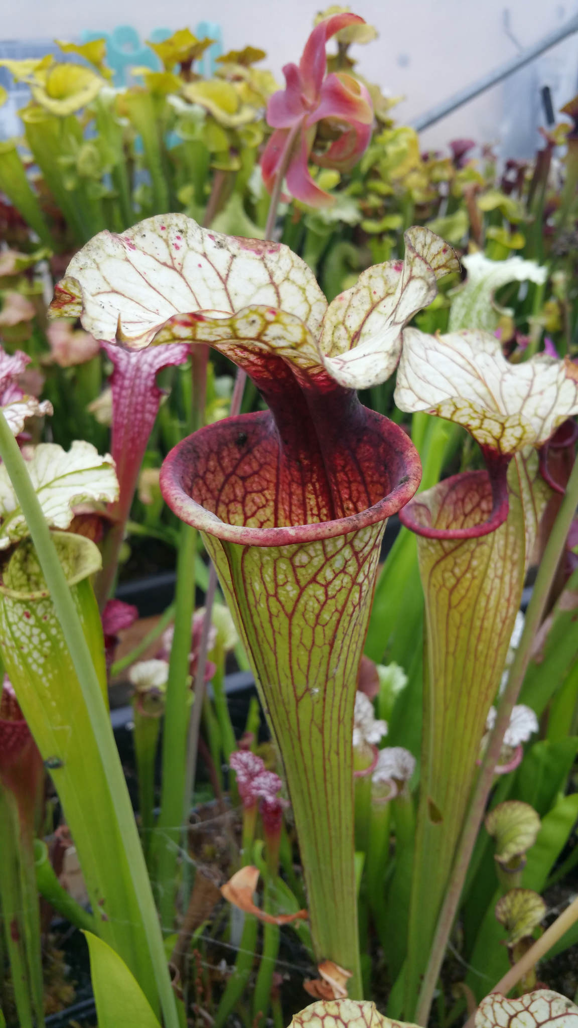 Sarracenia Oreophila (O05 MK) x Moorei Wilkerson's White Knight, (OBH12)