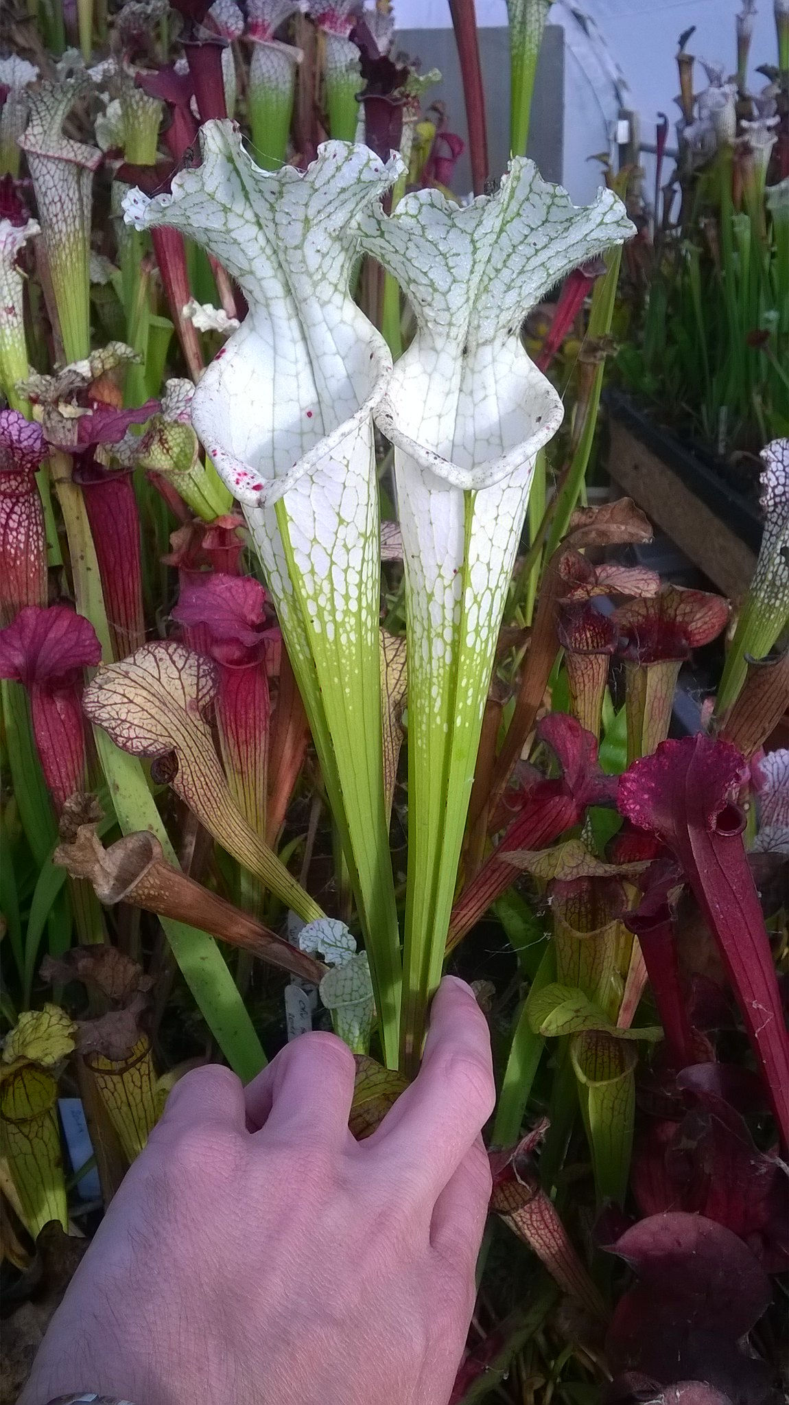 Sarracenia Leucophylla Hurricane Creek white clone E  (Mike Wang)