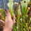 Thumbnail: Sarracenia Leucophylla Hurricane Creek white clone E x C (M. Wang seeds)
