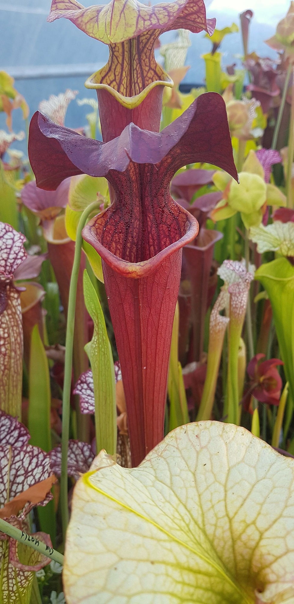 Miniatura: Sarracenia x 'Black Widow'