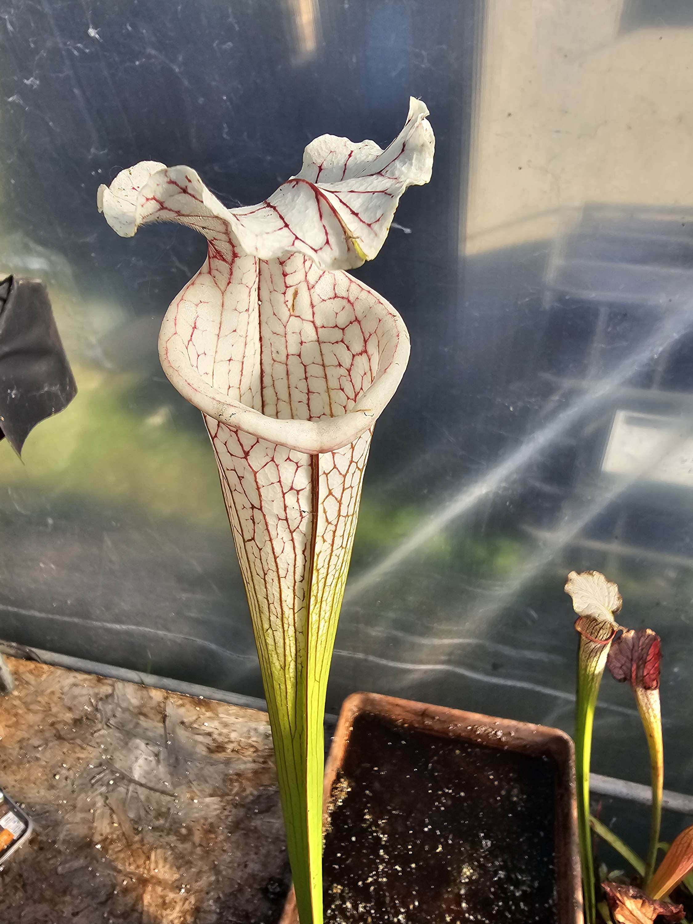 Sarracenia Leucophylla pink lip X (LW x ADS) clone A MS ; (OBH142)