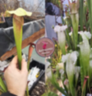 11) Sarracenia seeds 2024-2025 / carnivorous plants rare