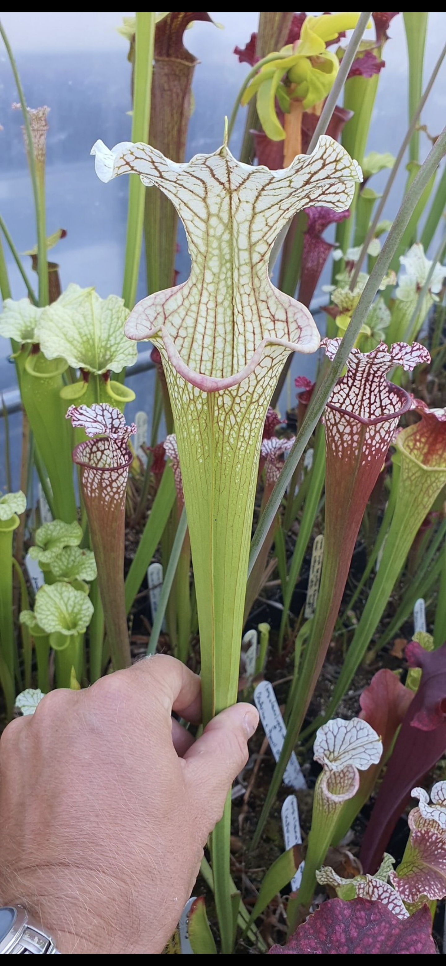 Sarracenia Moorei Wilkerson's White Knight X 'Adrian Slack' ; (OBH65)